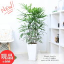 観葉植物 ヤシ シュロチク(棕櫚竹)高さ約128cm 9号サイズ 陶器鉢 白 寒さに強い植物 ヤシの木の仲間 コシュロ 日陰 アジアンテイスト 和モダン Rhapis humilis 育てやすい 人気【現品発送】