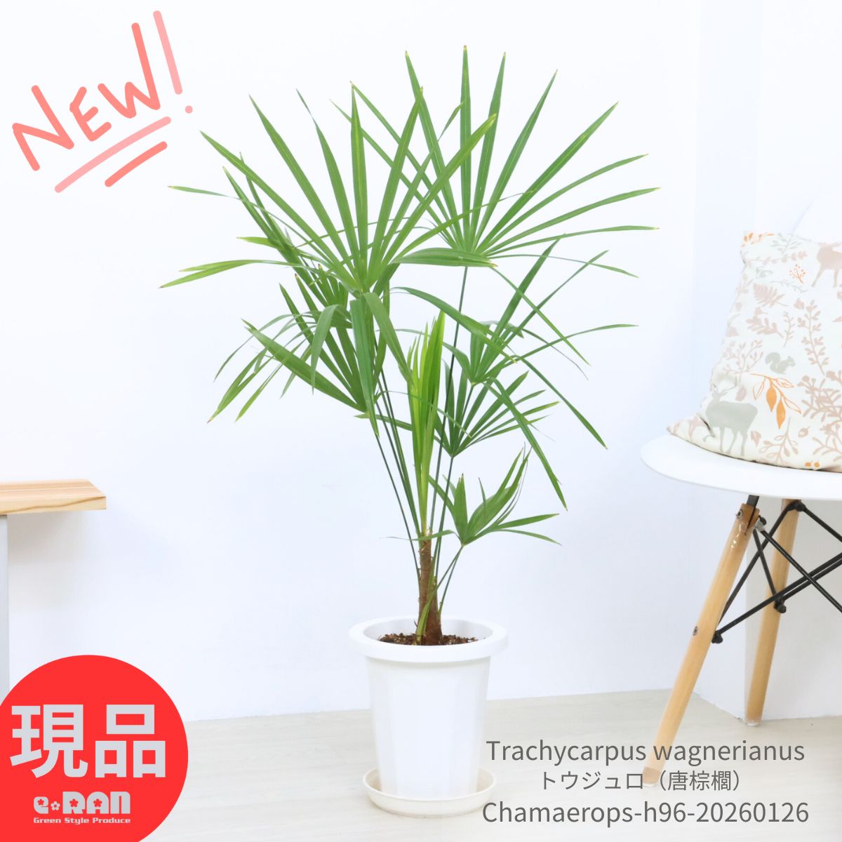 ＼ポイント5倍／庭木 苗木 寒さに強い ヤシの木 トウジュロ（唐棕櫚） 7号鉢 高さ約96cm チャメロプス オジュロ トウシュロ 観葉植物 希少種 ヤシ ヒメシュロ 姫棕櫚 屋外OK 和洋 シンボルツリー 地植え ロックガーデン Trachycarpus wagnerianus【現品発送】