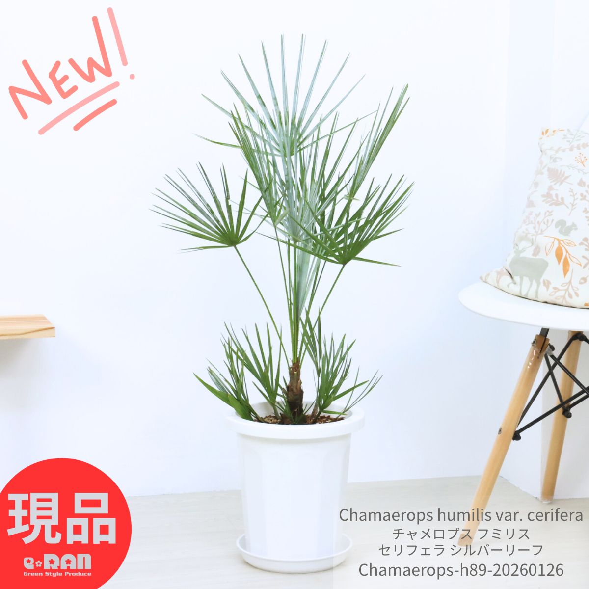 ＼ポイント5倍／チャメロプス フミリス セリフェラ シルバーリーフ 8号鉢 高さ約89cm 庭木 ヤシの木 ヤシ チャメロプス 大型 Chamaerops humilis var. cerifera 希少種 強耐寒性 庭 地植え ドライガーデン 観葉植物 寒さに強い 厳選【現品発送】