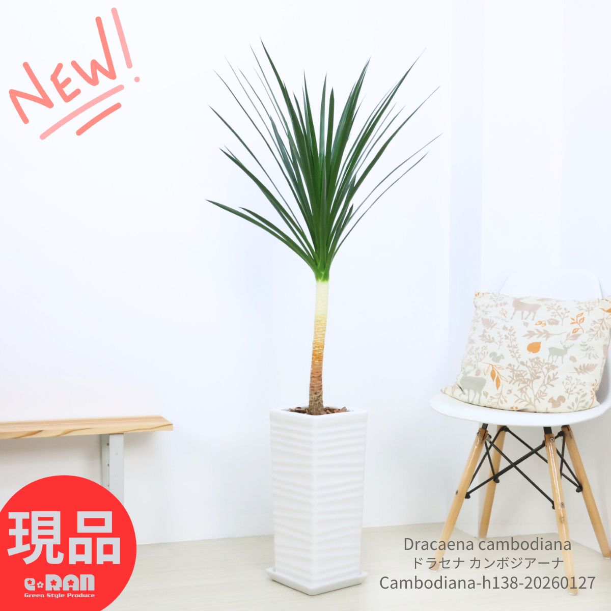 ＼ポイント5倍／観葉植物 ドラセナ カンボジアーナ 陶器鉢 白 高さ約138cm 7号サイズ 寒さに強い 花言葉 幸福 永遠の愛 幸せな恋 隠しきれない幸せ 人気 ドラセナ カンボジアナ Dracaena cambodiana おしゃれで育てやすい【現品発送】