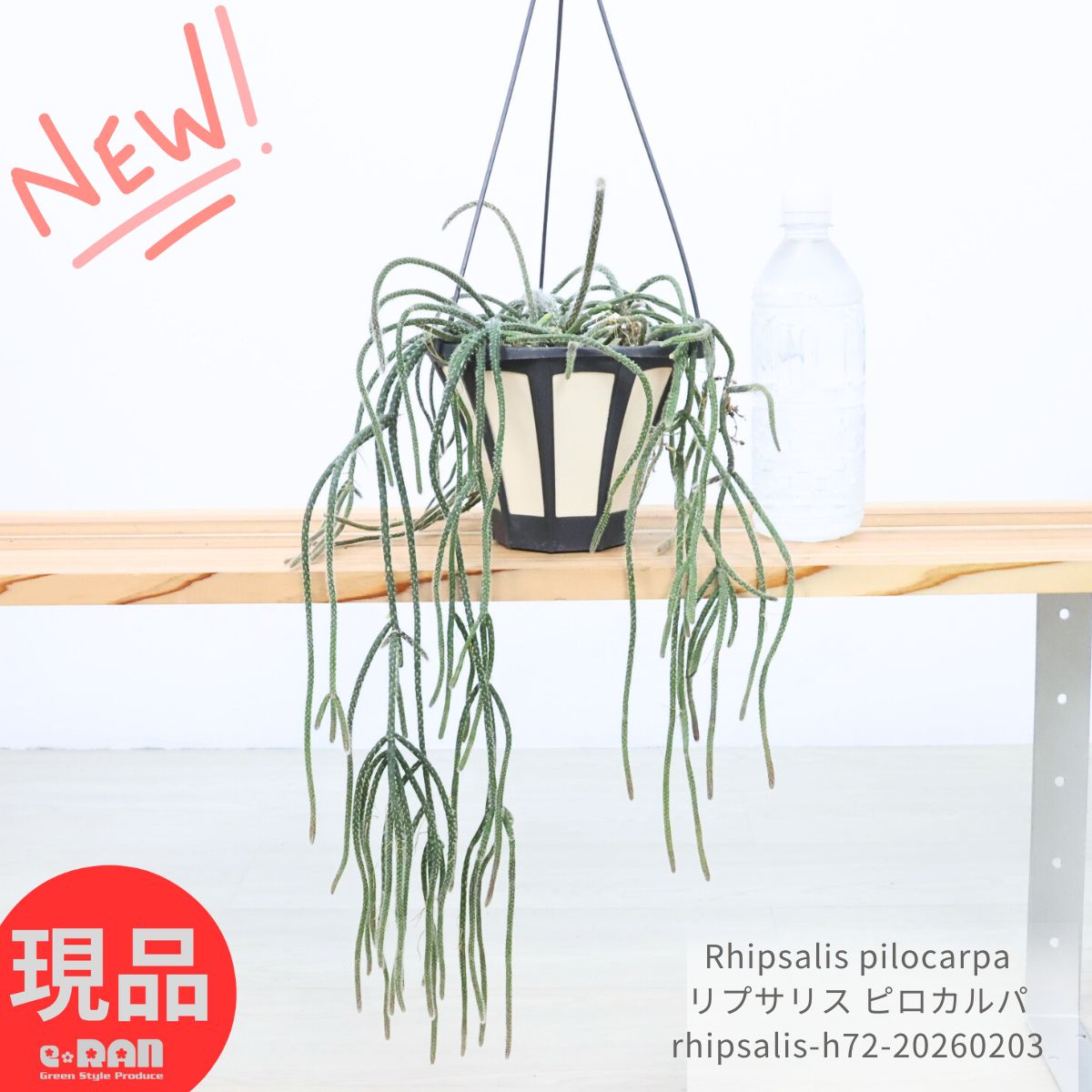 ＼ポイント5倍／観葉植物 リプサリス ピロカルパ 5号吊り鉢 育てやすい 多肉植物 サボテン Rhipsalis pilocarpa つる性着生 サボテン科 リプサリス属 森のサボテン ハンギング 吊るす鉢 おしゃれ 吊るすインテリア【現品発送】