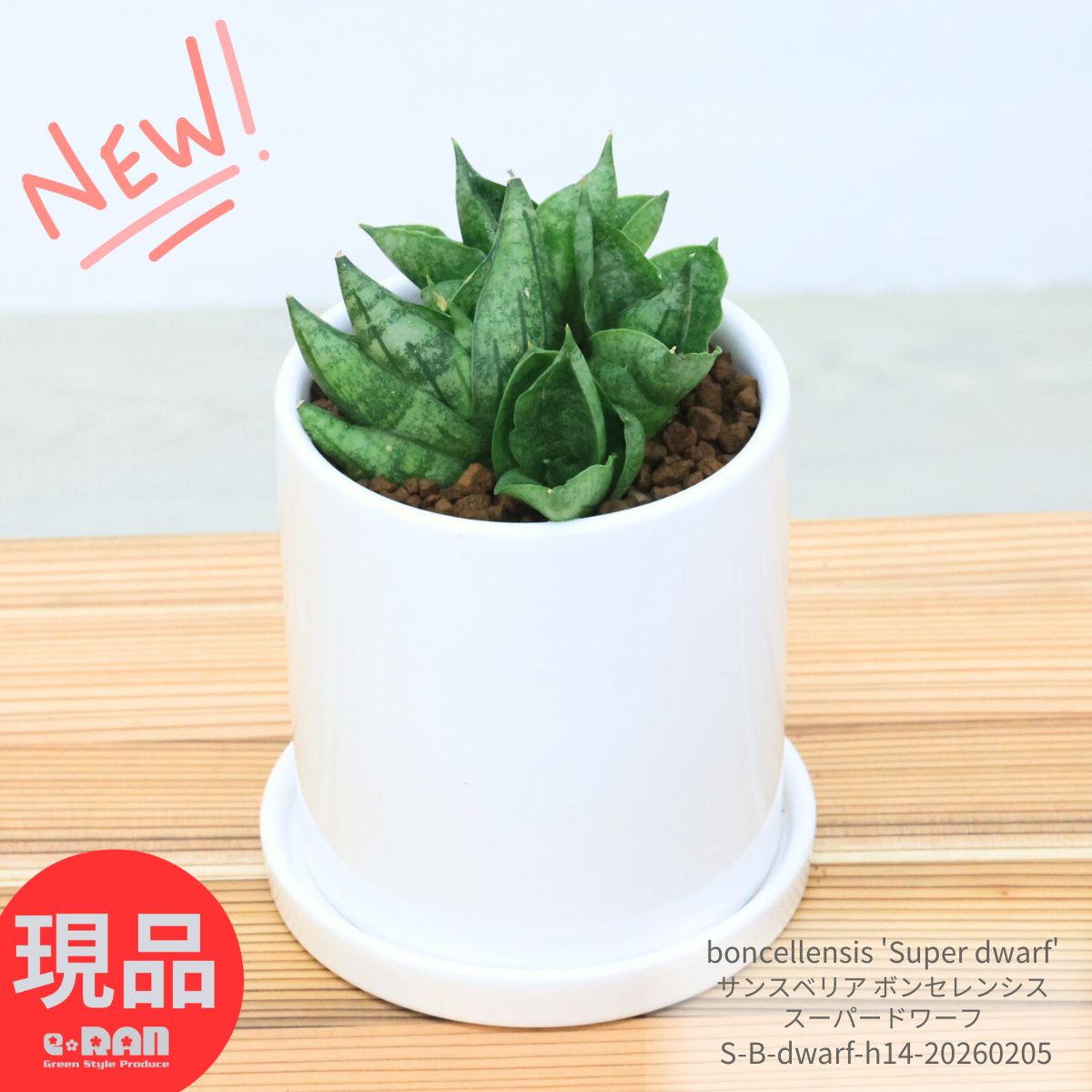 多肉植物 輸入株 サンスベリア ボンセレンシス スーパードワーフ 高さ約14cm 4株 群生 陶器鉢 白 観葉植物 3号鉢 boncellensis 'Super dwarf' 厳選 サンセベリア属 珍しい 希少種 ボンセレンシス ミュータント ミニ ボンセル 育てやすい テーブルグリーン【現品発送】