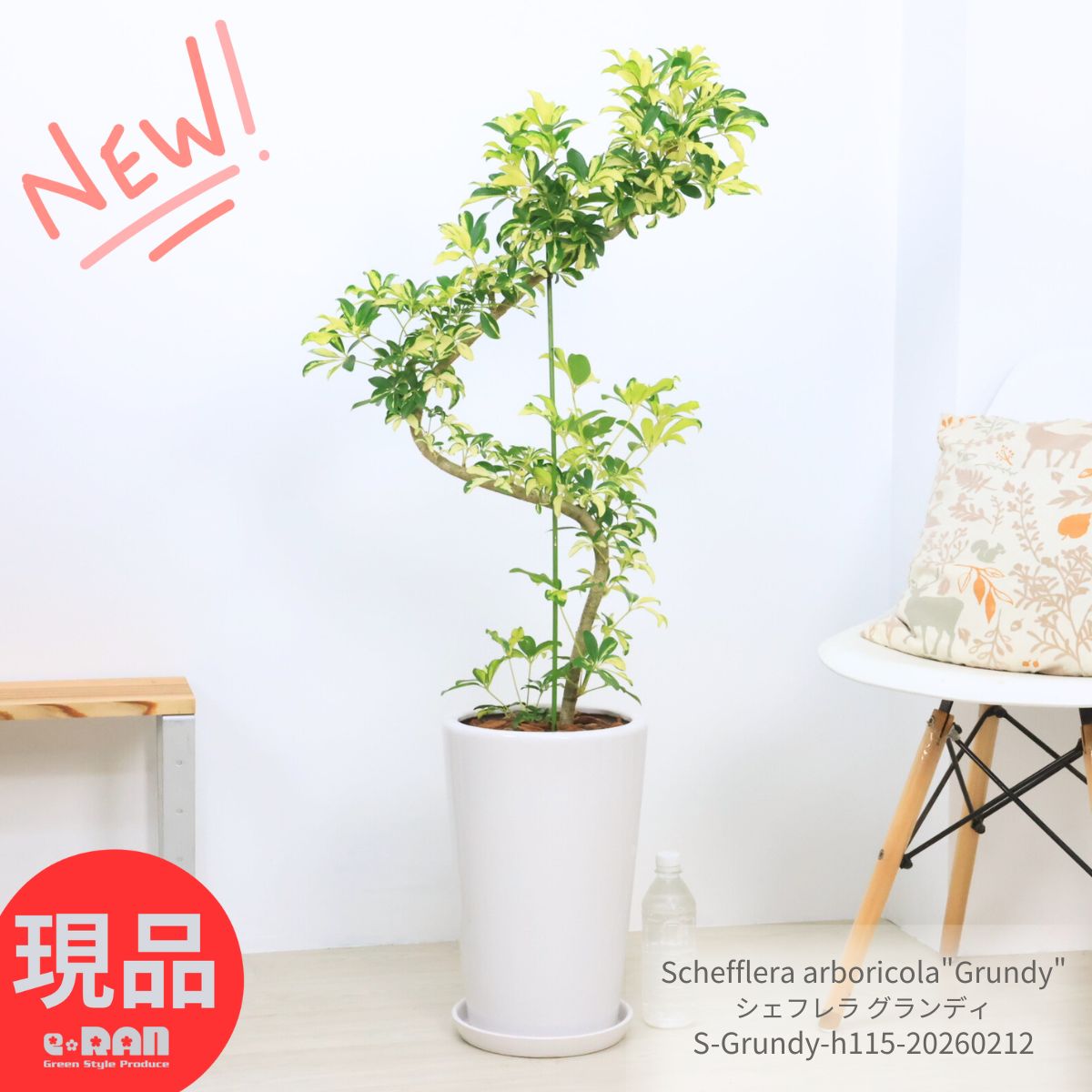 ＼ポイント5倍／シェフレラ グランディ 高さ約115cm 陶器鉢 白 9号サイズ 受皿付き 観葉植物 斑入り 大型 シェフレラ ホンコンカポック アルボリコラ 自然樹形 耐寒性 オクトパスツリー 黄色い葉 Schefflera arboricola