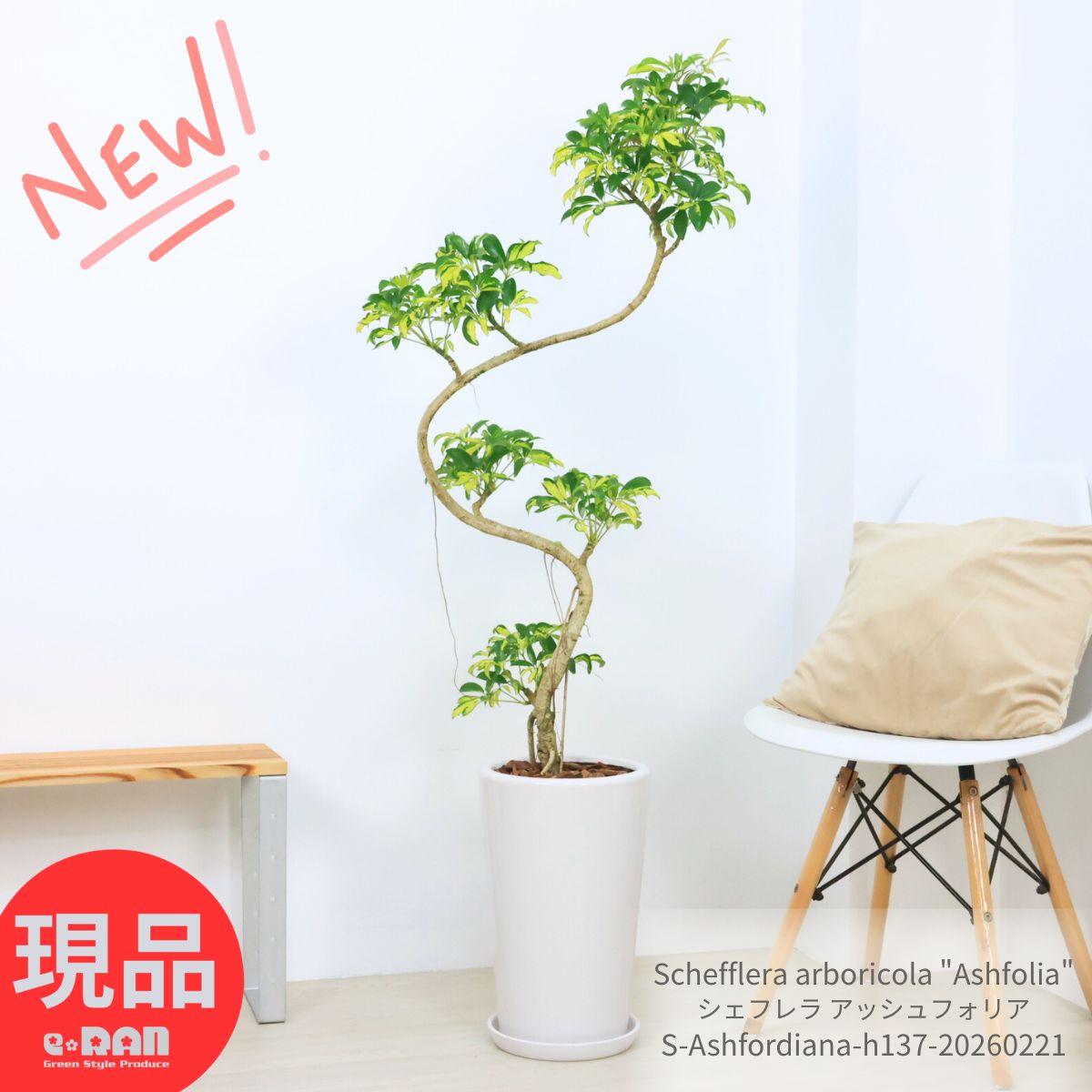 ＼ポイント5倍／シェフレラ アッシュフォリア 9号サイズ 陶器鉢 高さ約137cm 観葉植物 珍しい ホンコンカポック マーブル 斑入り 曲がり樹形 希少 黄斑 黄色 葉 アルボリコラ Schefflera arboricola "Ashfolia" イエロー 開店 新築 鉢植え【現品発送】
