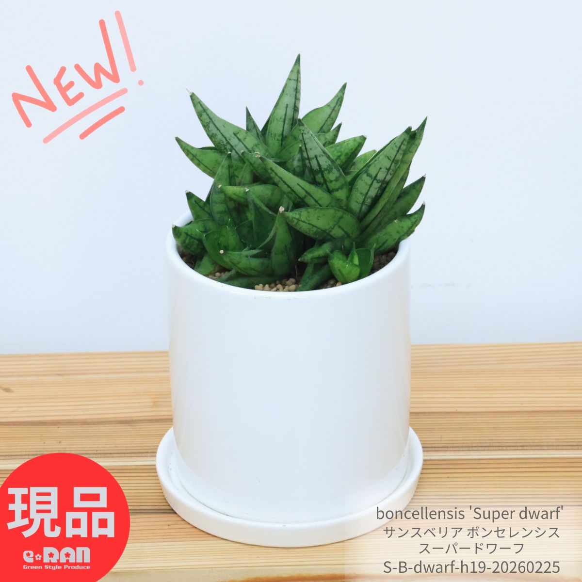 多肉植物 輸入株 サンスベリア ボンセレンシス スーパードワーフ 高さ約19cm 7株 群生 陶器鉢 白 観葉植物 4号鉢 boncellensis 'Super dwarf' 厳選 サンセベリア属 珍しい 希少種 ボンセレンシス ミュータント ミニ ボンセル 育てやすい テーブルグリーン【現品発送】