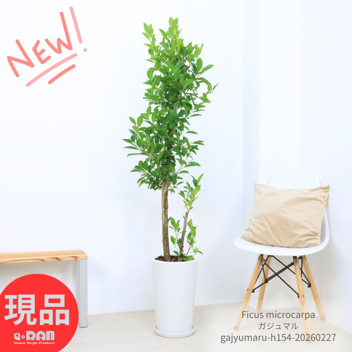＼ポイント5倍／ガジュマル 9号サイズ 高さ約154cm ラウンド陶器鉢 白 観葉植物 大型 がじゅまる ガジュマルの木 フィカス 育てやすい植物 風水 鉢植え 多幸の木 榕樹 溶ける木 キジムナー 我樹丸 細葉榕 金運アップ【現品発送】