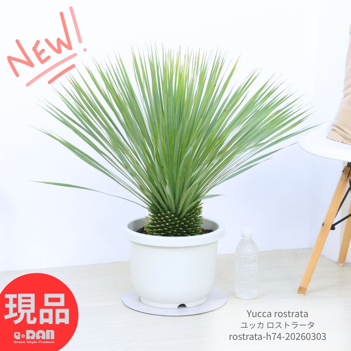 庭木 国産 ユッカ ロストラータ 10号リン鉢 高さ約74cm 観葉植物 大型 耐寒性 Yucca rostrata ビッグベンド 鉢植え 地植え ガーデニング ドライガーデン リゾート シンボルツリー ドライガーデン 男前 【現品発送】