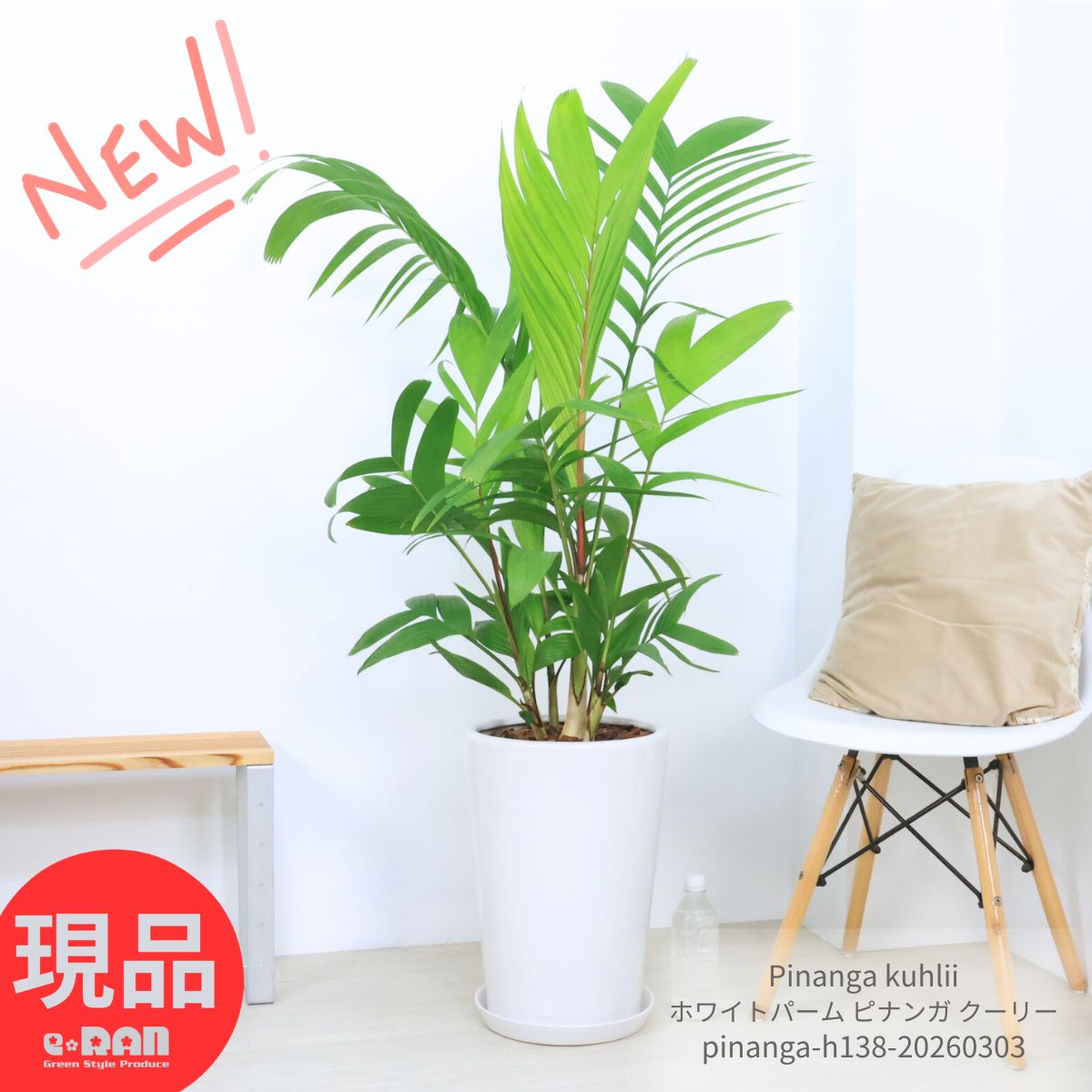 観葉植物 ヤシ 入手困難！ ホワイトパーム ピナンガ クーリー 高さ約138cm 陶器鉢 白 10号サイズ 管理説明書 受皿付き 肥料小袋プレゼント Pinanga kuhlii お祝い シンボルツリー ギフト 珍しい植物 ヤシの木 コレクター 事務所移転祝い【現品発送】