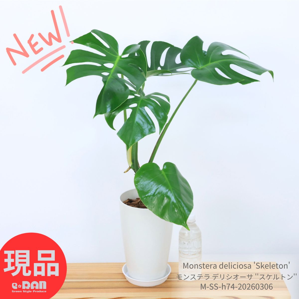 観葉植物 希少 入手困難 モンステラ デリシオーサ ''スケルトン'' 7号鉢 白 高さ約74cm前後 Monstera deliciosa 'Skeleton' コレクタブルプランツ 細い葉 深いスリット 穴の開いた葉 希少種 レア品種【現品発送】