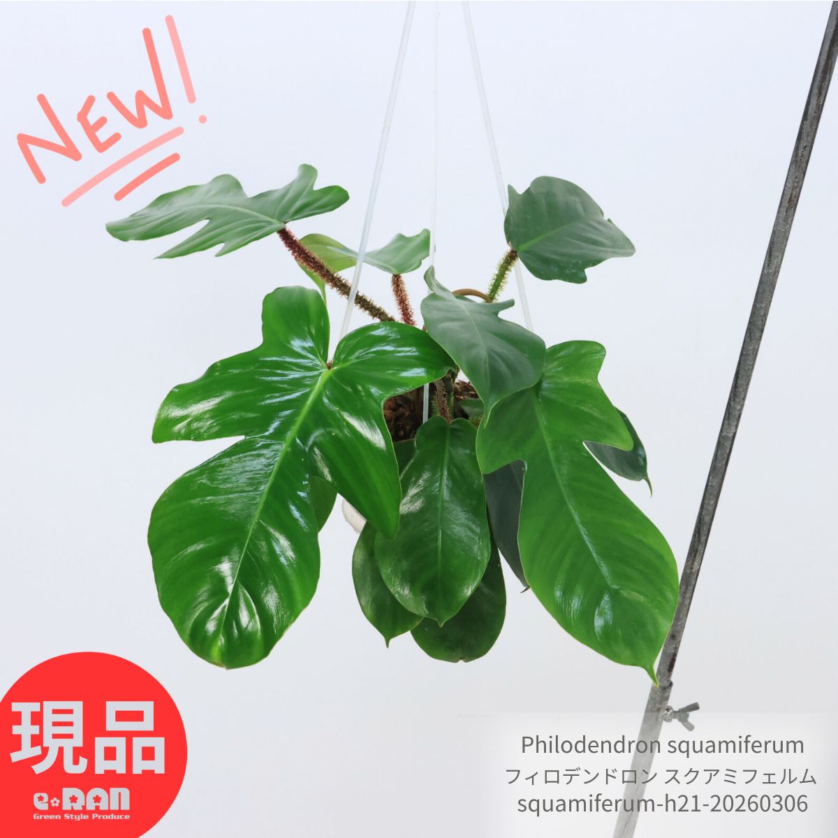 フィロデンドロン スクアミフェルム 5号吊り鉢 植物の高さ21cm 全体50cm 管理説明書 観葉植物 赤い毛 ハンギング ワタゲカズラ フィロディンドロン Philodendron squamiferum つる性植物 吊る鉢 おしゃれ 吊るす グリーンインテリア【現品発送】