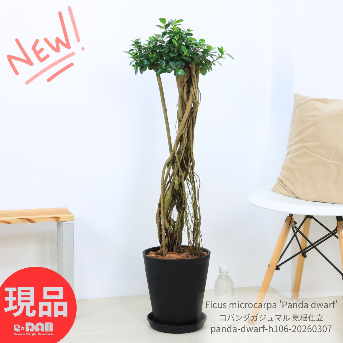 観葉植物 希少種 コパンダガジュマル 気根仕立 接木 高さ約106cm 8号鉢 多幸の木 極太 パンダガジュマル ドワーフ がじゅまる 矮性種 精霊 マルバガジュマル キムジナー 我樹丸 結婚祝い 新築祝い 厳選【現品発送】