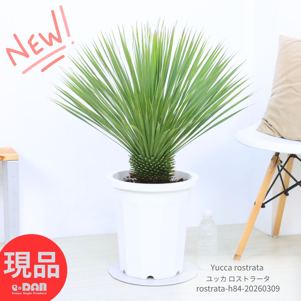 庭木 国産 ユッカ ロストラータ 10号鉢 高さ約84cm 観葉植物 大型 耐寒性 Yucca rostrata ビッグベンド 鉢植え 地植え ガーデニング ドライガーデン リゾート シンボルツリー ドライガーデン 男前 【現品発送】