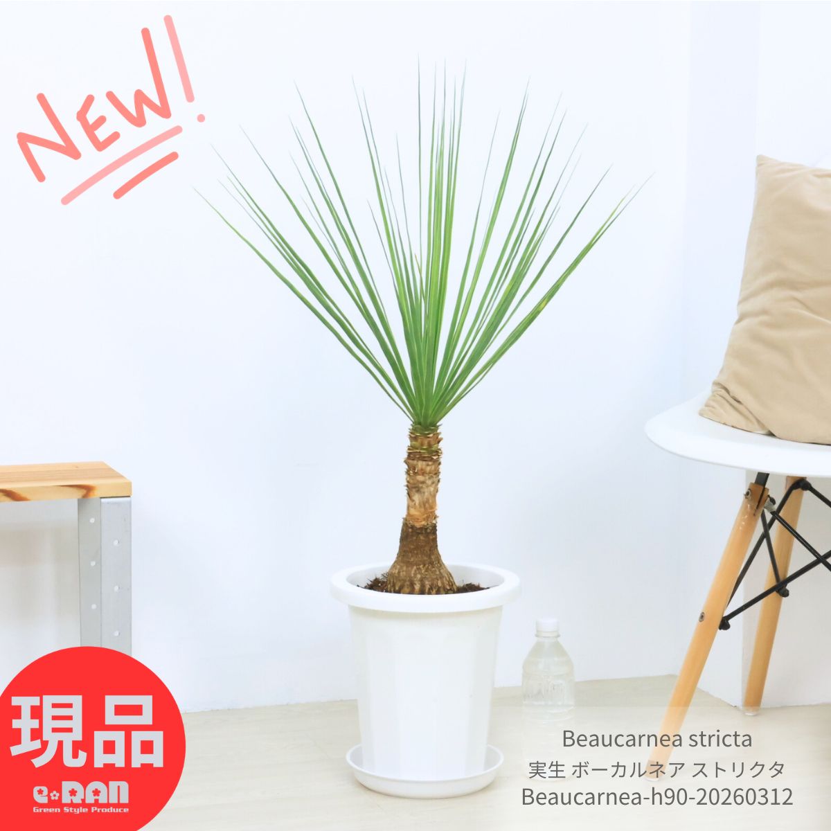 塊根植物 実生 ボーカルネア ストリクタ 8号鉢 高さ約90cm 耐寒性 Beaucarnea stricta 激レア ノリナ 入手困難 希少種 幹太 古木 徳利蘭 ボトルツリー 壺 多肉 観葉植物 マニア 収集 珍しい【現品発送】