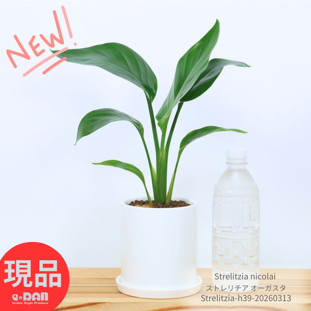 観葉植物 小鉢 ストレリチア オーガスタ 高さ約39cm前後 1株仕立 陶器鉢 4号サイズ バショウ科 ストレリチア属 Strelitzia nicolai ニコライ 天国の鳥 パラダイス 瑠璃極楽鳥花【現品発送】