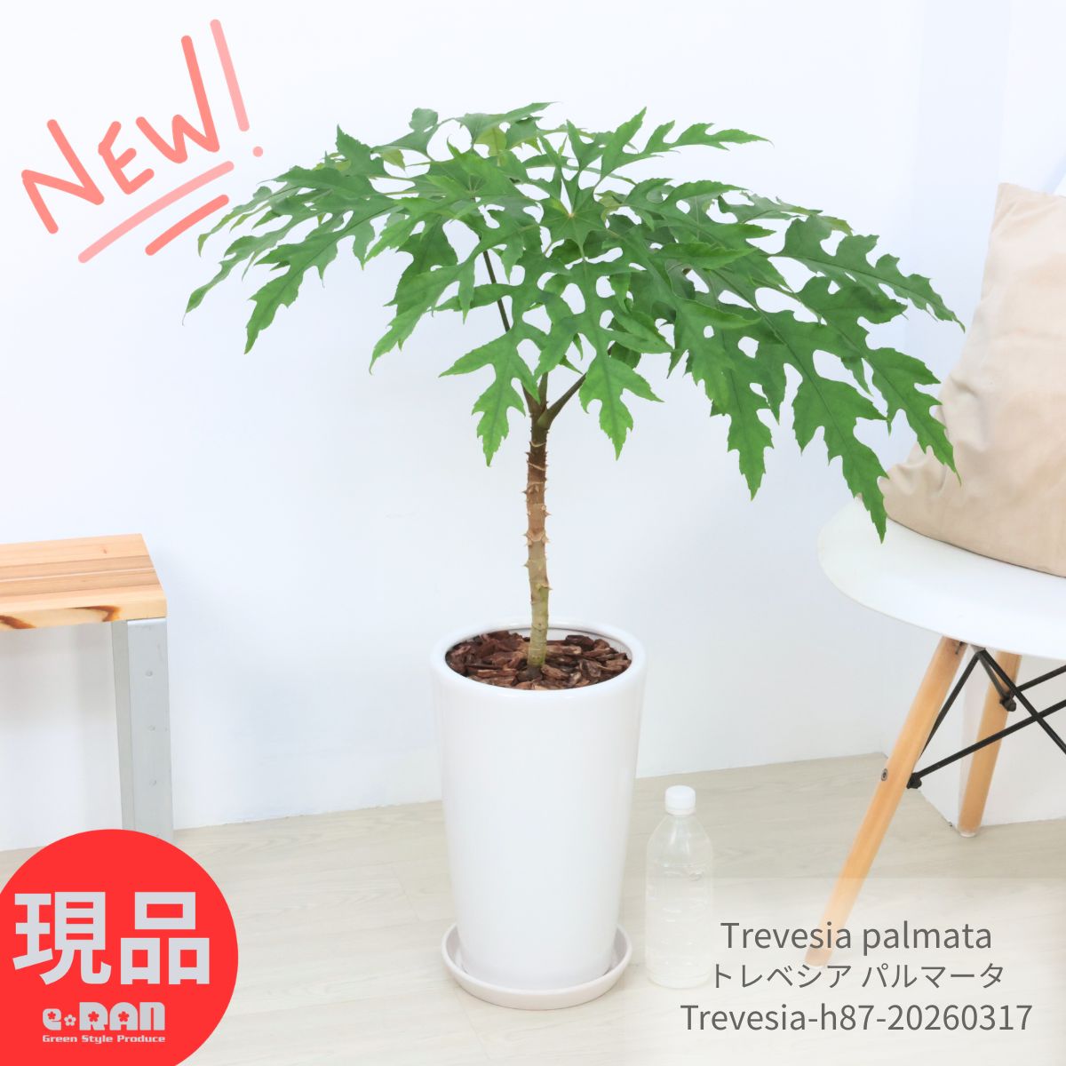観葉植物 珍しい トレベシア パルマータ 陶器鉢 白 高さ約87cm 7号サイズ 個性派 希少レア 雪の結晶のような形の葉 英名 Snow flake Plant 雪の結晶 流通の少ない トレウェシア Trevesia palmata おしゃれな鉢 スノーフレークプラント 【現品発送】
