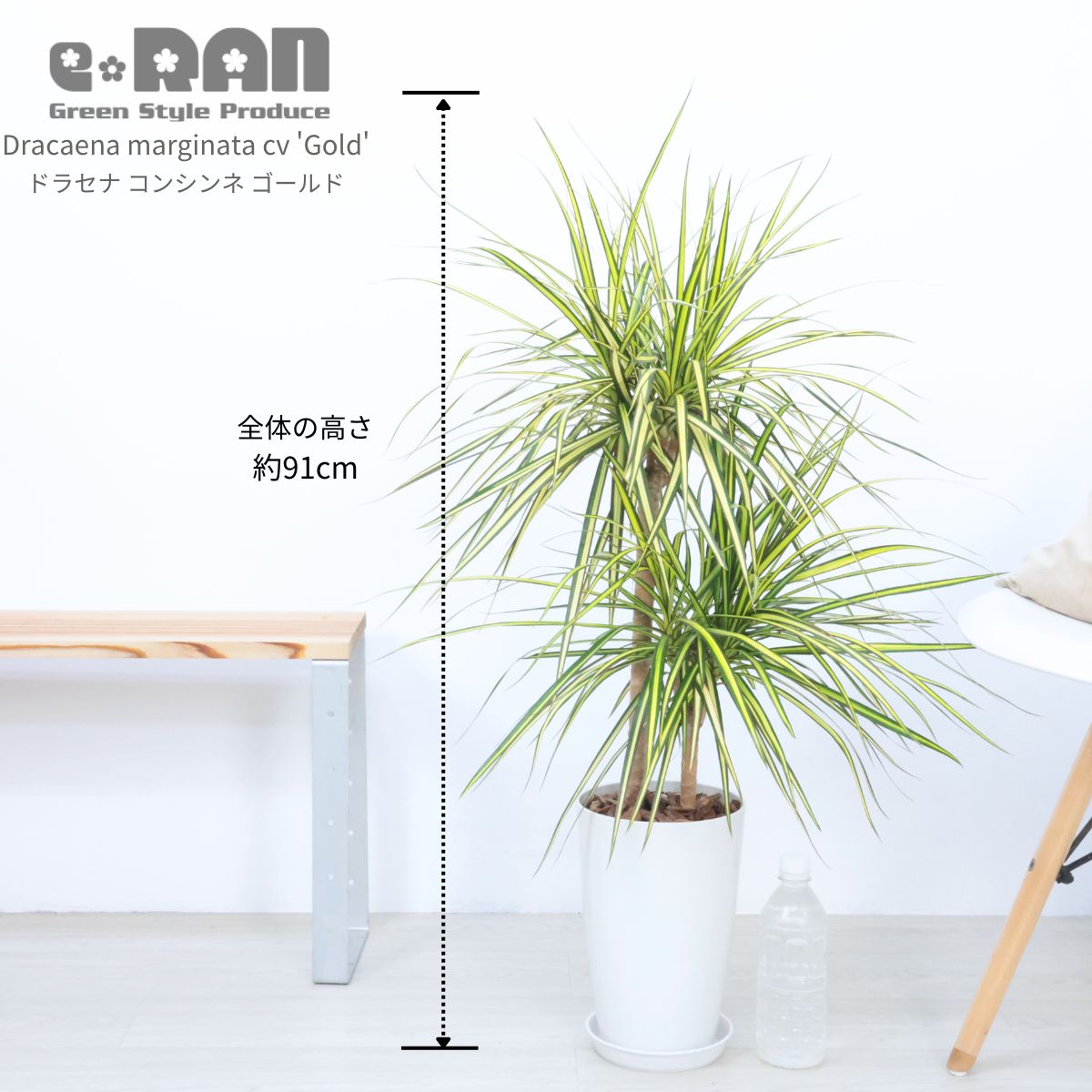 観葉植物 珍しい ドラセナ コンシンネ ゴールド 7号鉢 高さ約91cm 育てやすい マジナータ ゴールド ストライプの葉 Dracaena marginata cv 'Gold' ドラセナ属の仲間 開店祝い 新築祝い ギフト お祝い【現品発送】