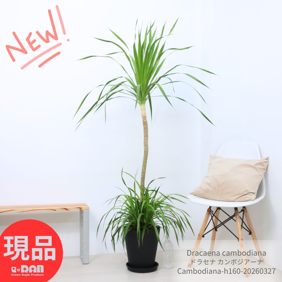 観葉植物 大型 ドラセナ カンボジアーナ 8号鉢 高さ約160cm セラアート鉢 黒鉢 寒さに強い 花言葉 幸福 永遠の愛 幸せな恋 隠しきれない幸せ 人気 ドラセナ カンボジアナ Dracaena cambodiana おしゃれで育てやすい【現品発送】