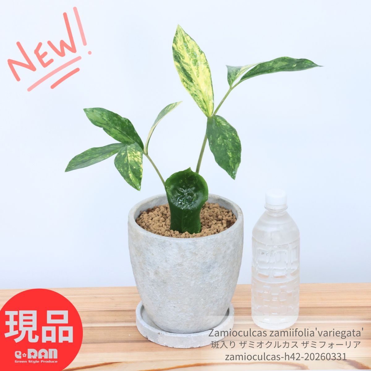斑入り ザミオクルカス ザミフォーリア 高さ42cm エッグセメントポット 6号サイズ オシャレ観葉植物 人気のインテリアグリーン 艶のある葉 金運アップ縁起 入手困難 植物 金銭樹 乾燥に強い 耐陰性 育てやすい【現品発送】