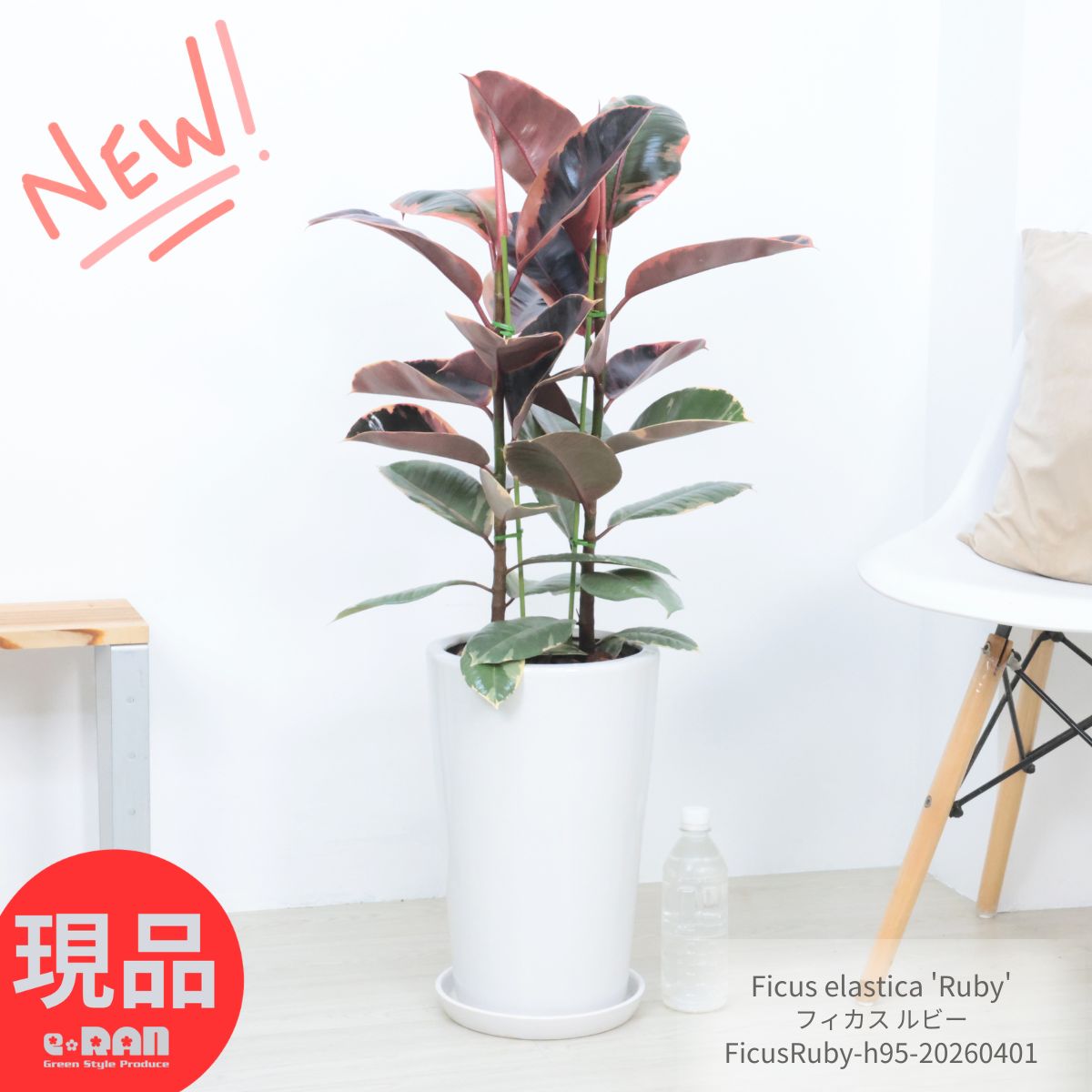 観葉植物 人気 フィカス ルビー 高さ約95cm 陶器鉢 白 斑入りゴム ゴムノキ ゴムの木 室内 おしゃれ 育てやすい Ficus elastica 'Ruby' フィカス・バーガンディの枝変わり品種 アンティーク 結婚祝い 新築祝い【現品発送】