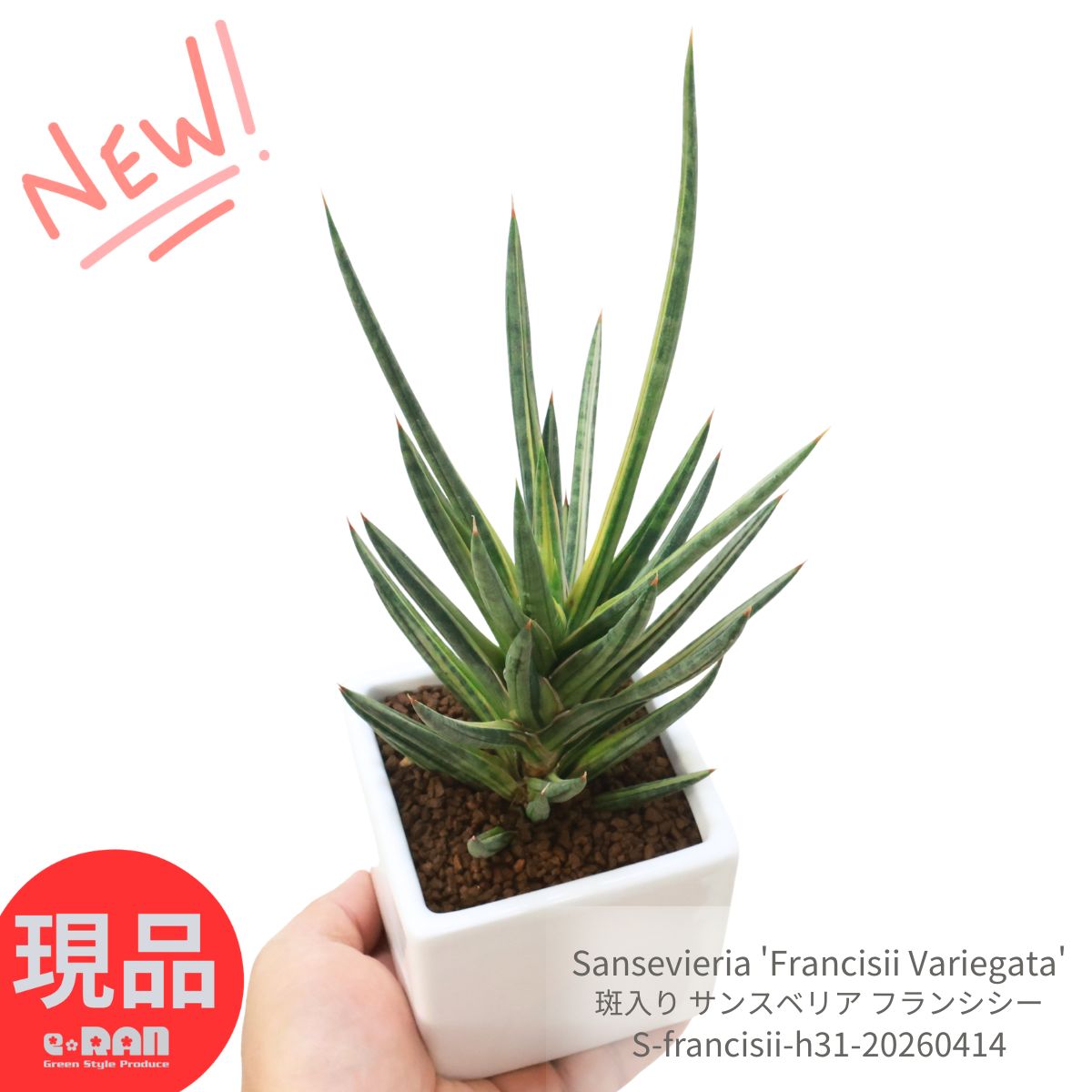 希少 斑入り サンスベリア フランシシー 陶器鉢 白 高さ約31cm 観葉植物 3号鉢 多肉植物 厳選トラノオ リュウゼツラン科 サンセベリア属 珍しい 希少種 虎の尾 千歳欄 育てやすい テーブルグリーン 寒さに強い【現品発送】