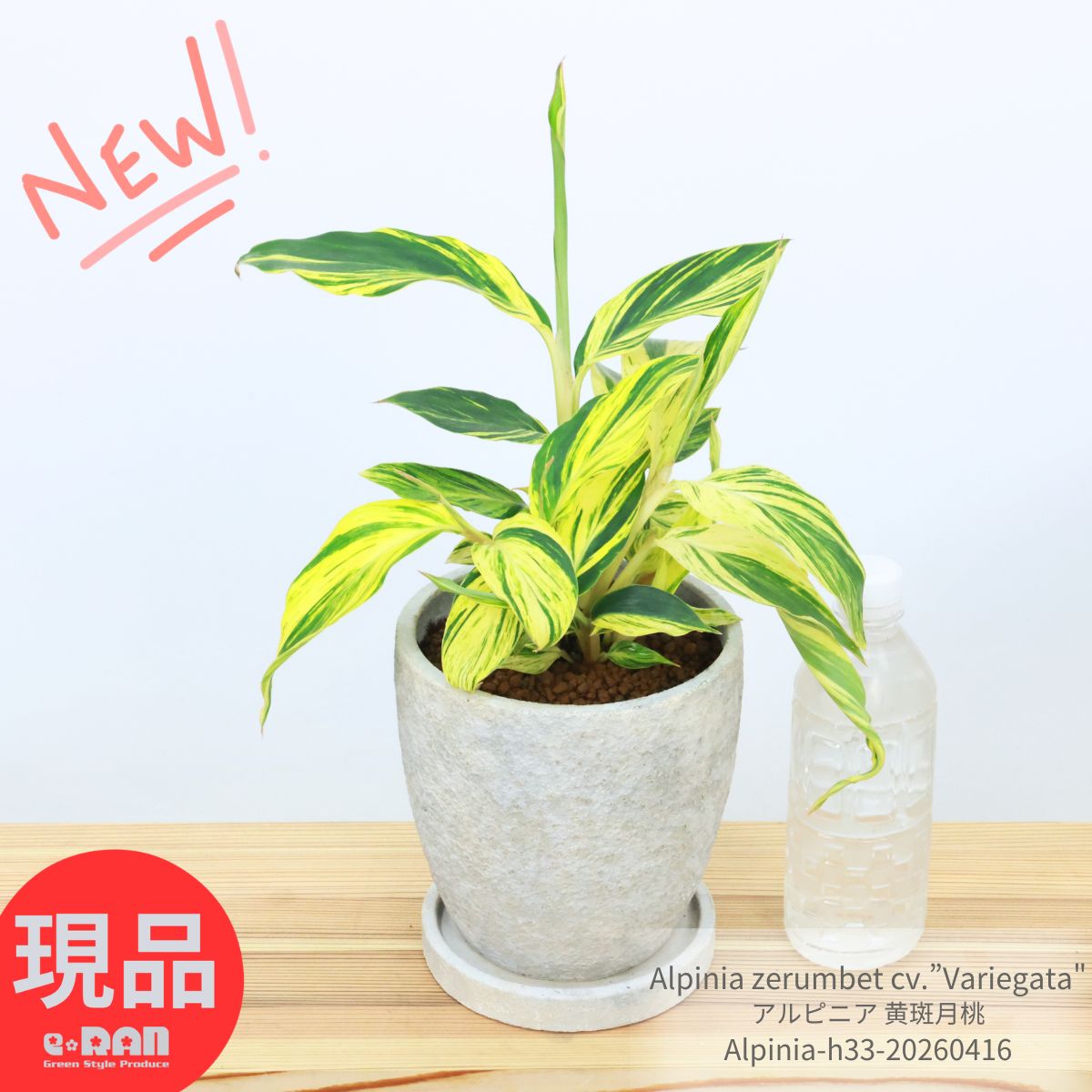 月桃 レディース通販｜かりゆしウェア専門店【月桃物語】