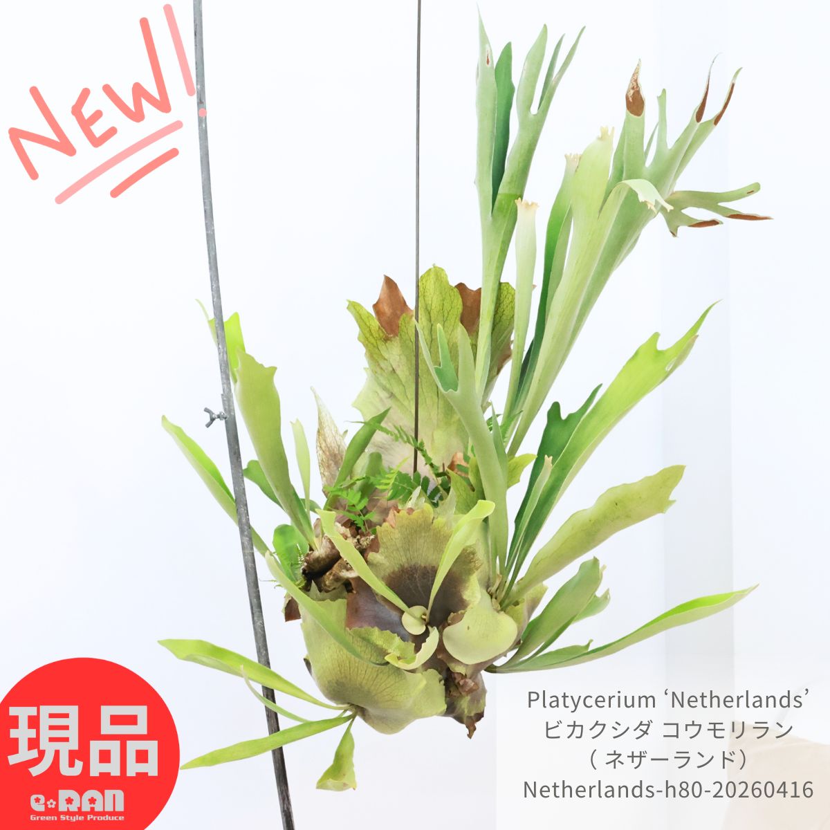 其它 - ＼母の日ギフト／大株 コウモリラン ビカクシダ ネザーランド ワイヤー吊り ビカク玉 ビカクシダボール おしゃれ 観葉植物 管理説明書 植物 DIY プラティケリウム ビフルカツム ネザーランド ネザランズ おしゃれ グリーン インテリア 鹿のツノ 麋角羊歯 貯水葉【現品発送】