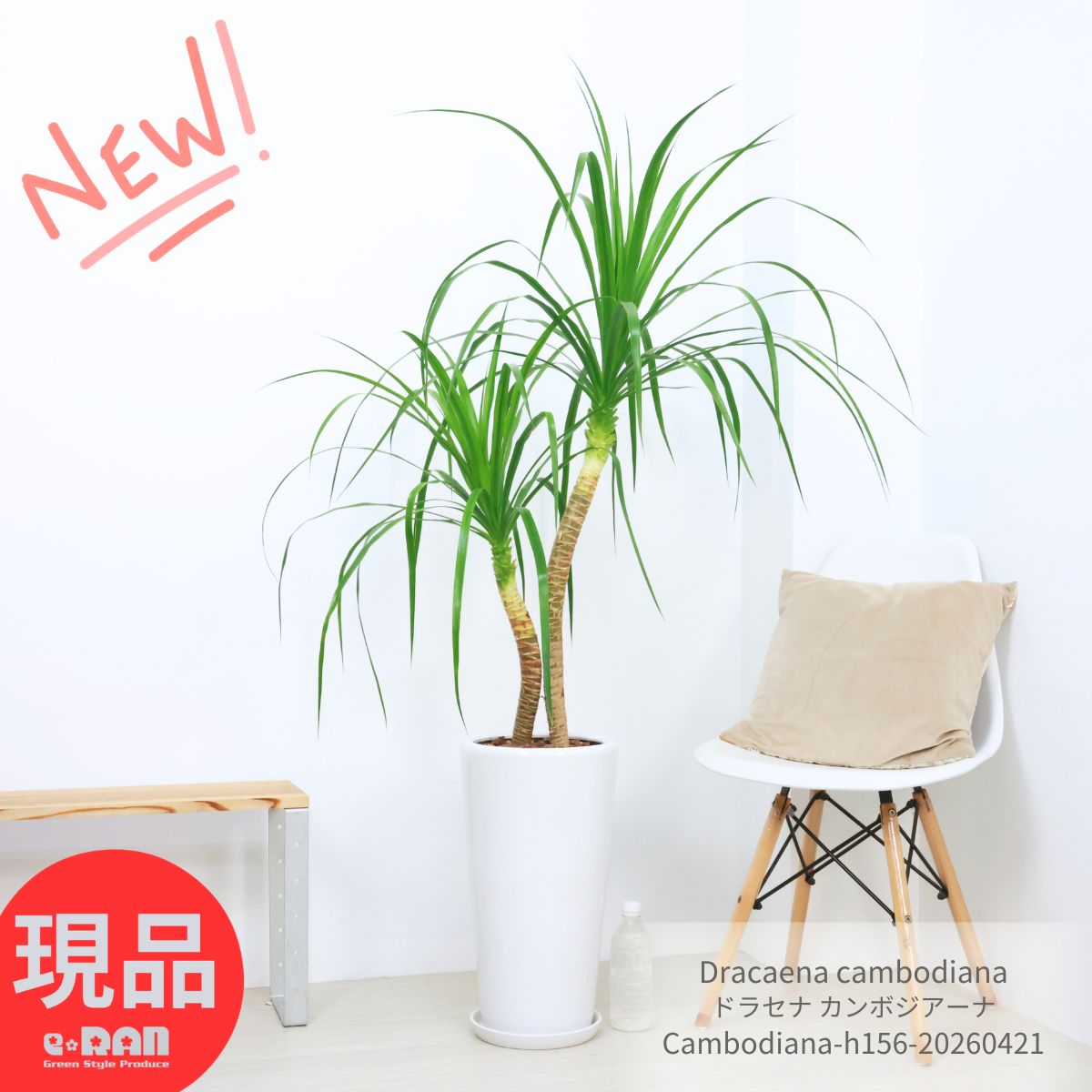 観葉植物 大型 ドラセナ カンボジアーナ 陶器鉢 白 高さ約156cm 9号サイズ 寒さに強い 花言葉 幸福 永遠の愛 幸せな恋 隠しきれない幸せ 人気 ドラセナ カンボジアナ Dracaena cambodiana おしゃれで育てやすい【現品発送】