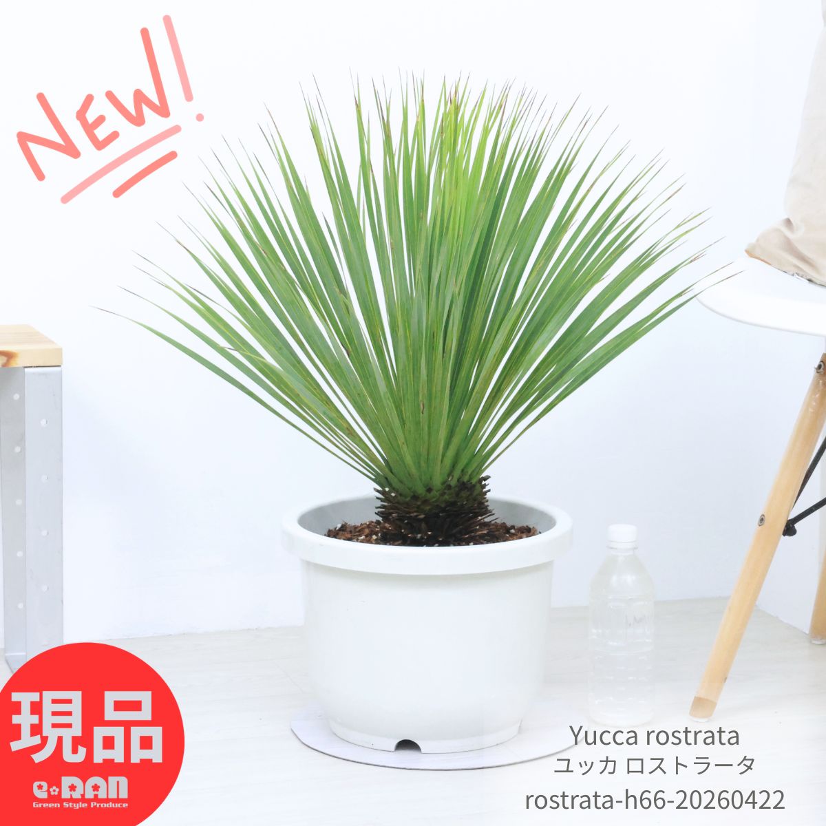 小型（~70厘米） - 庭木 国産 ユッカ ロストラータ 10号リン鉢 高さ約66cm 観葉植物 大型 耐寒性 Yucca rostrata ビッグベンド 鉢植え 地植え ガーデニング ドライガーデン リゾート シンボルツリー ドライガーデン 男前 【現品発送】