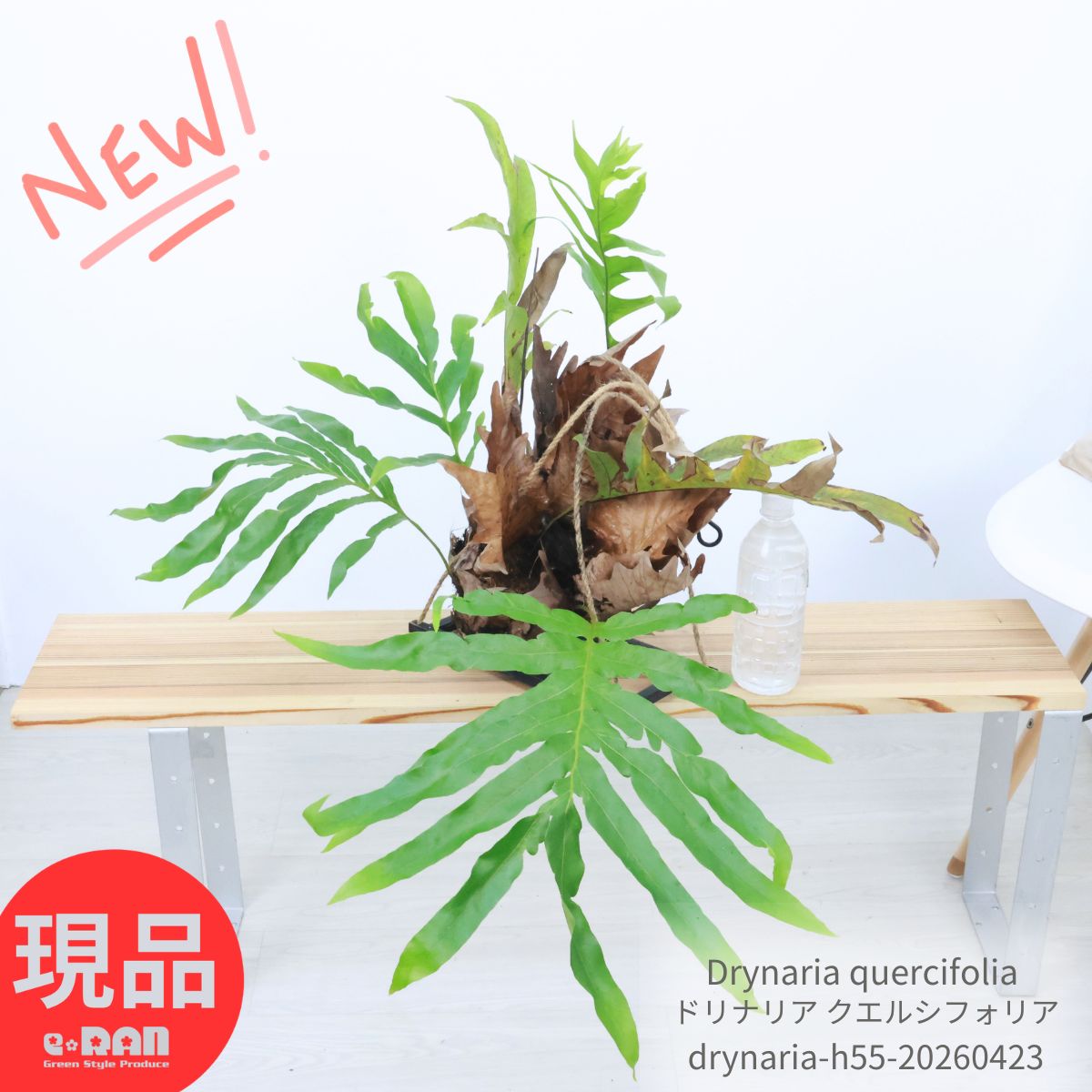 Adiantum - 着生性シダ 大株 ドリナリア クエルシフォリア 植物高さ約55cm ハンギングフレーム仕立 観葉植物 Drynaria quercifolia おしゃれ シダ カザリシダ 希少 コレクションプランツ エピファイト泥除け葉 シールド 胞子葉 無性葉 保護葉 吊り下げ 空間インテリア 【現品発送】