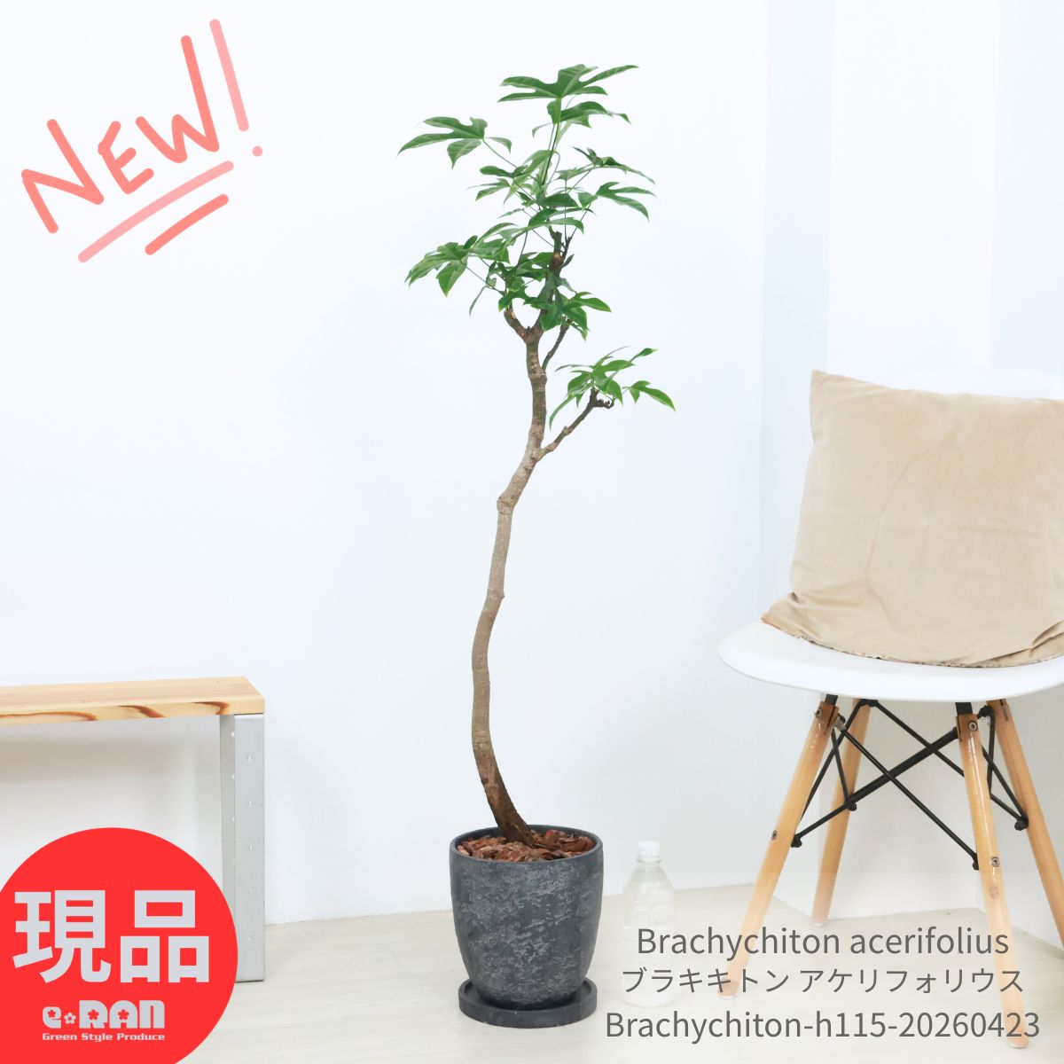 Baobab - ブラキキトン アケリフォリウス 観葉植物 ボトルツリー 高さ約115cm 7号鉢 エッグセメントポット インテリア クイーンズランド ボトルツリー 細葉 耐寒性 耐陰性 育てやすい ブラキチトン ゴウシュウアオギリ Brachychiton acerifolius【現品発送】 厳選
