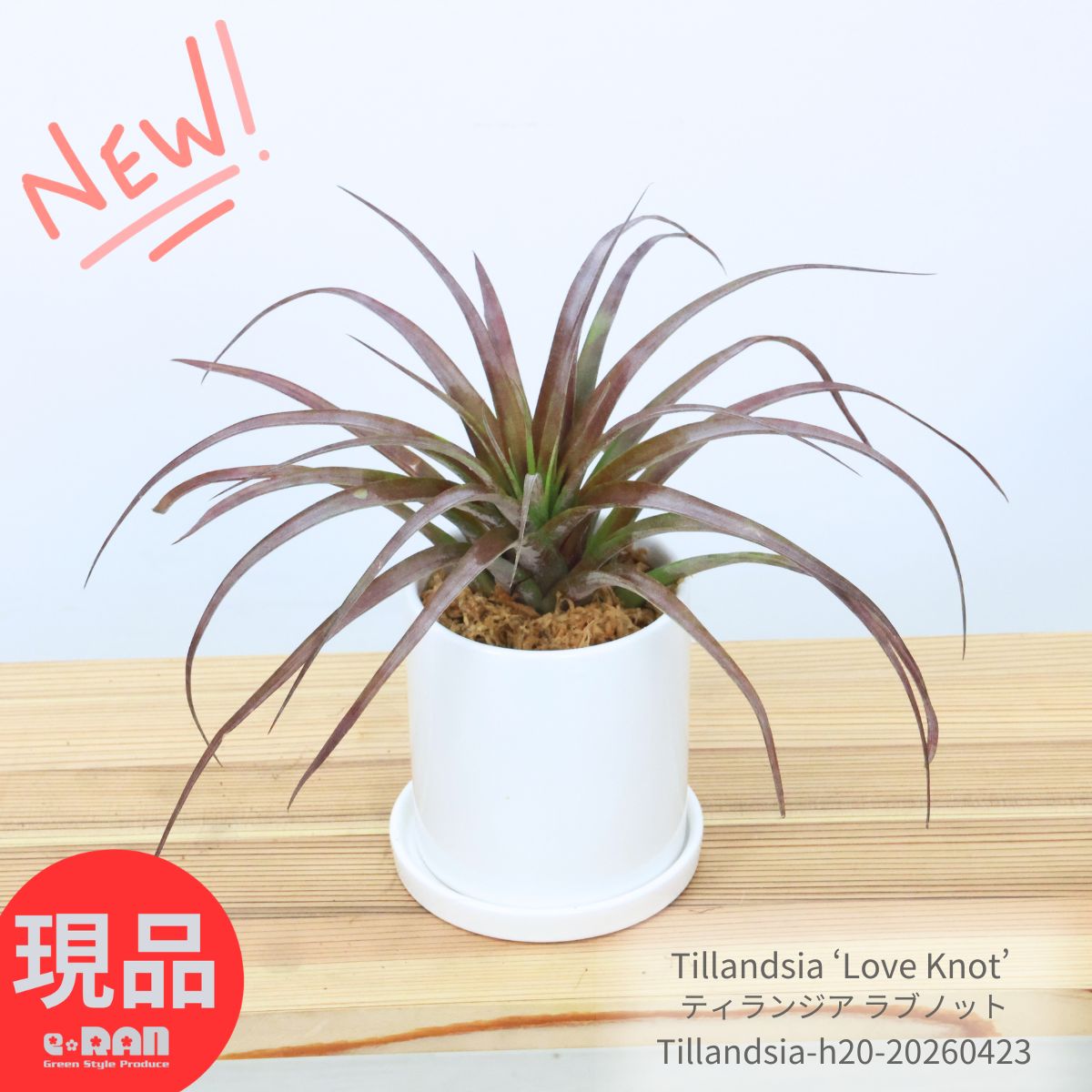 Rakuten - ＼父の日ギフト／エアプランツ ティランジア ラブノット 高さ約20cm 陶器鉢 3号サイズ 管理説明書 育てやすい 観葉植物　エアープランツ チランジア 大型 赤葉 乾燥に強い 希少 トリコーム【現品発送】