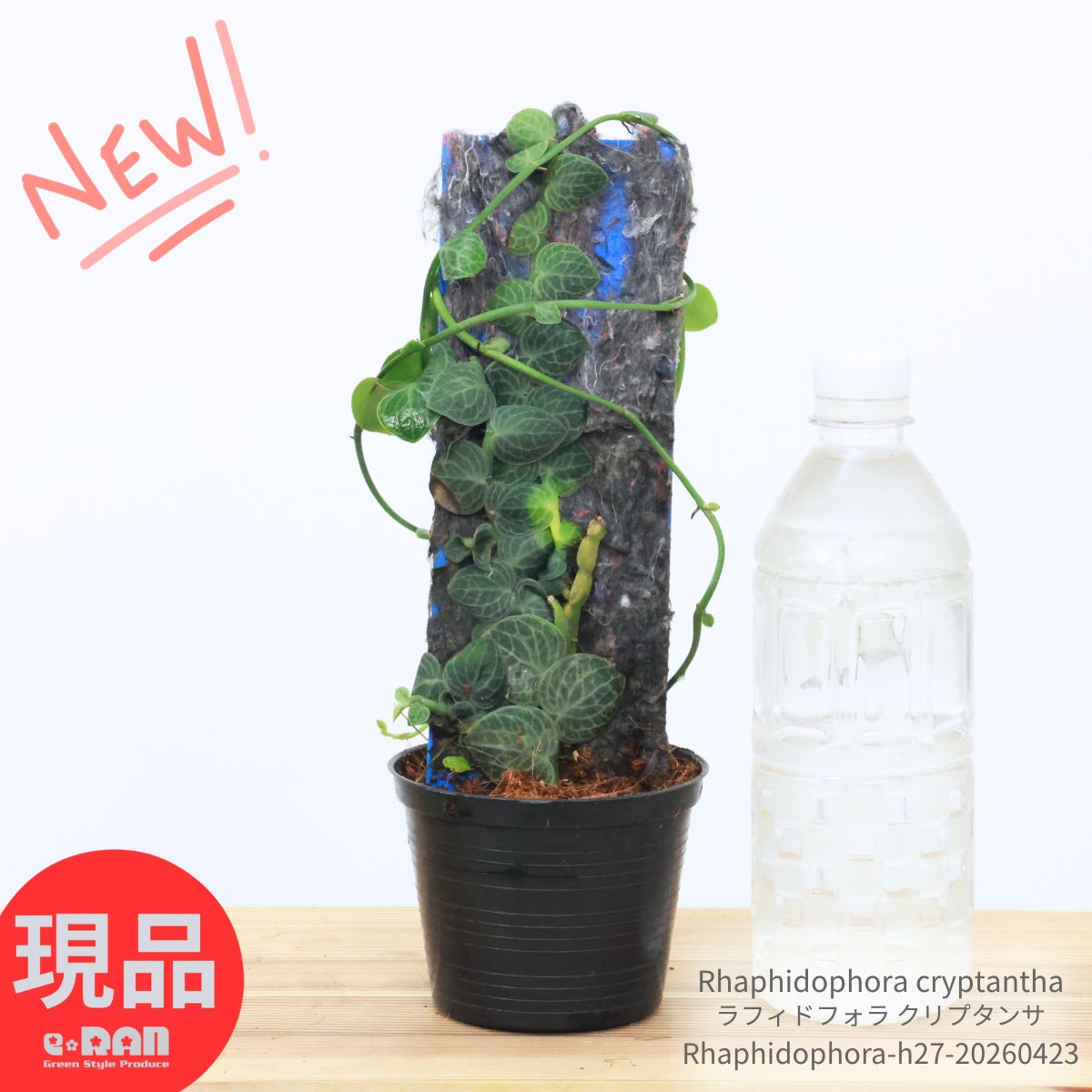 着生植物 ラフィドフォラ クリプタンサ 3.5号鉢 繊維付きプラダン板仕立 高さ約27cm 観葉植物 Rhaphidophora cryptantha つる性植物 インテリアグリーン サトイモ科 ラフィドフォラ属 ハート型の葉 珍しい植物 【現品発送】