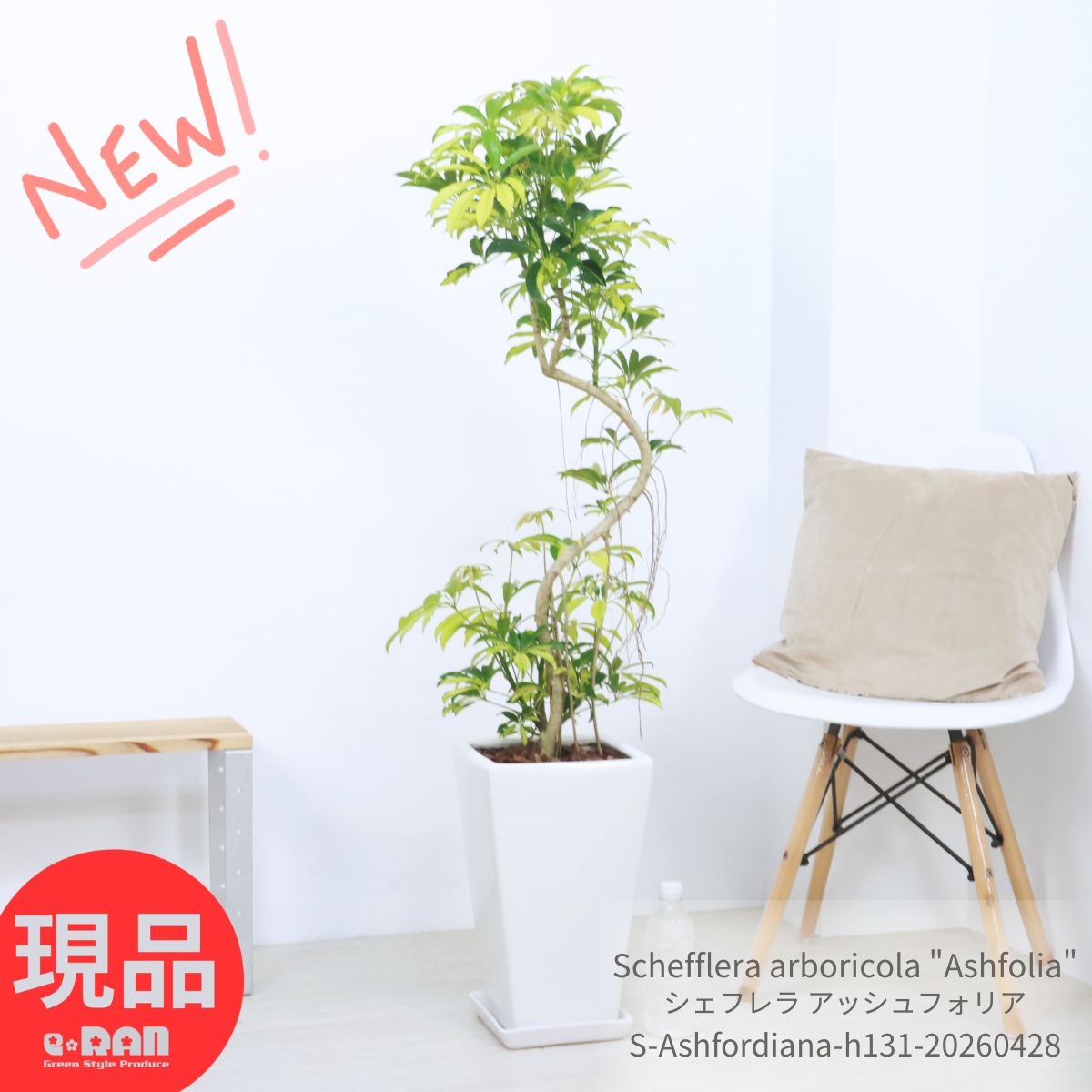 Kapok - シェフレラ アッシュフォリア 9号サイズ 陶器鉢 高さ約131cm 観葉植物 珍しい ホンコンカポック マーブル 斑入り 曲がり樹形 希少 黄斑 黄色 葉 アルボリコラ Schefflera arboricola 