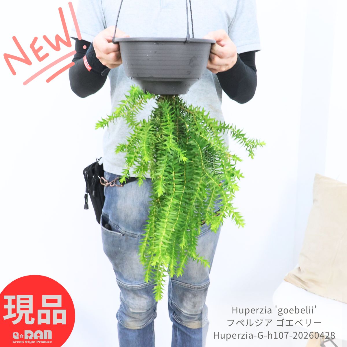 Kuwazuimo Hime - 観葉植物 吊るす フペルジア ゴエベリー 7号吊り鉢 植物の長さ約49cm前後 Huperzia 'goebelii' リコポディウム フレグマリウルス 小さい植物 小葉 トゲトゲした葉 キッチン おしゃれ 空間インテリア インドアプランツ シダの仲間 着生シダ【現品発送】