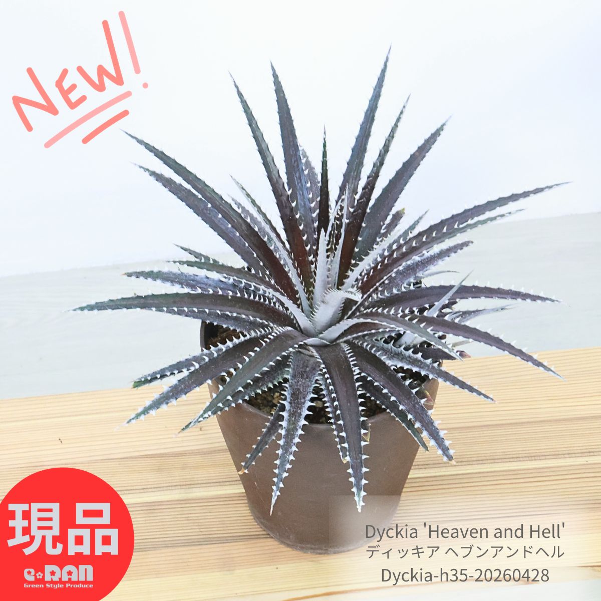 大株 子株付き ディッキア ヘブンアンドヘル 高さ約35cm 6号鉢 Dyckia 'Heaven and Hell' エアプランツ 乾燥に強い 育てやすい 多肉植物 ディキア リバーススパイン 大株 観葉植物 ガーデン DIY【現品発送】