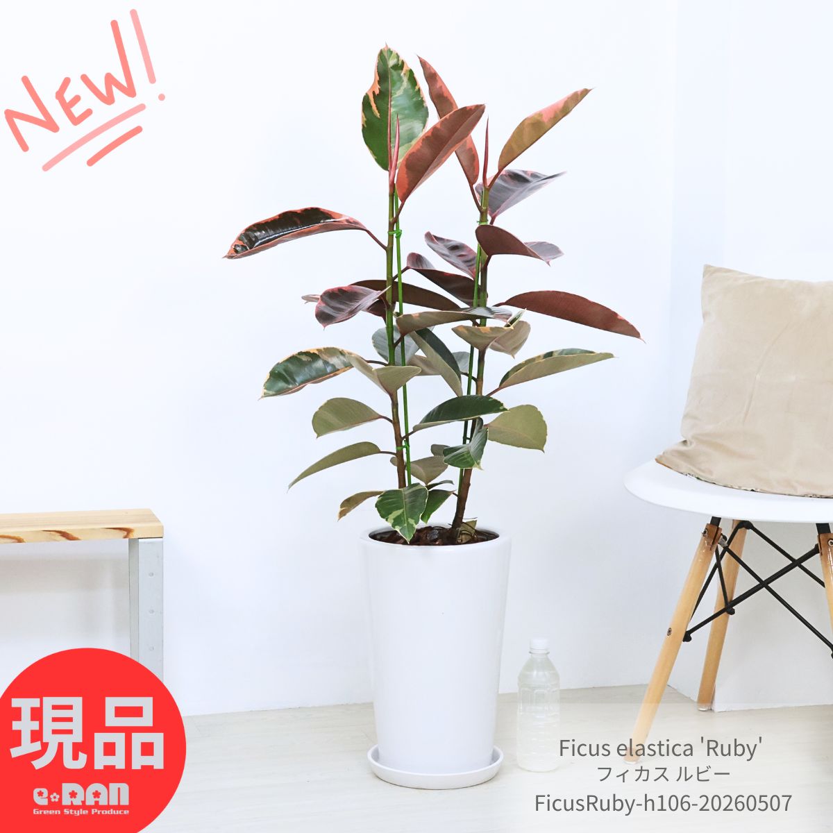 楽天市場】リュウビンタイ（サイズ（植木鉢）7 ～ 9号）（花・ガーデン