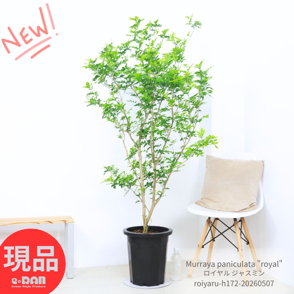 楽天市場】ガジュマル 大型（サイズ（植木鉢）10 ～ 12号）の通販