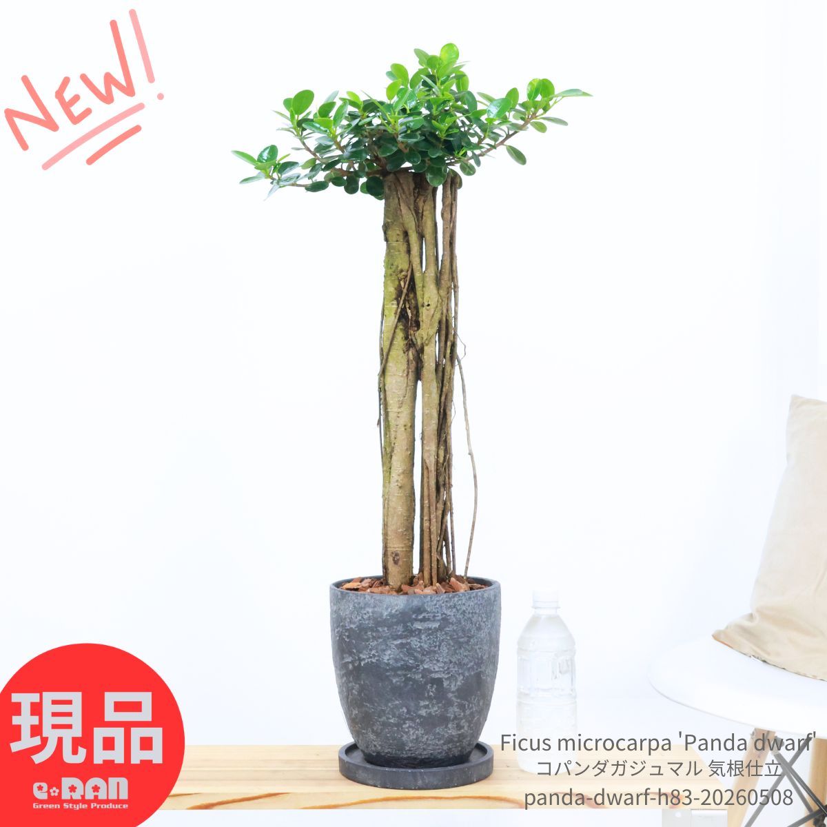 楽天市場】ぱんだガジュマル（高さ（植物）71 ～ 130.9cm）の通販