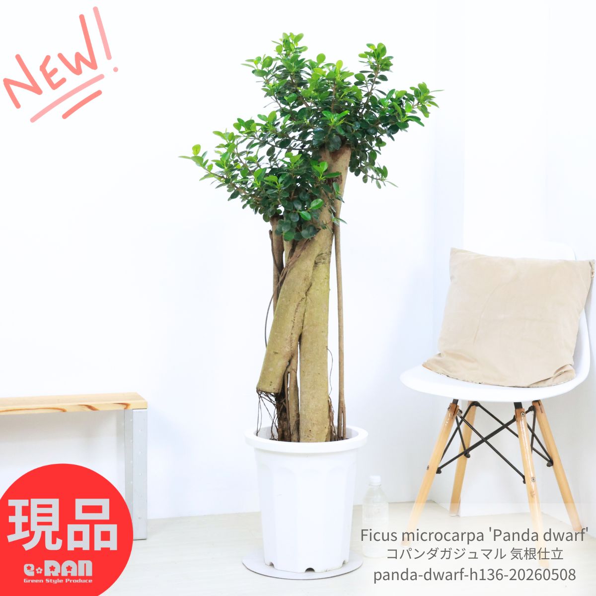 大型（131厘米~） - ＼母の日ギフト／観賞価値の高い株 良樹形 コパンダガジュマル 高さ約136cm 10号鉢 気根仕立 接木 観葉植物 希少種 多幸の木 幹太 極太 パンダガジュマル ドワーフ がじゅまる 矮性種 精霊 マルバガジュマル キムジナー 我樹丸 結婚祝い 新築祝い【現品発送】