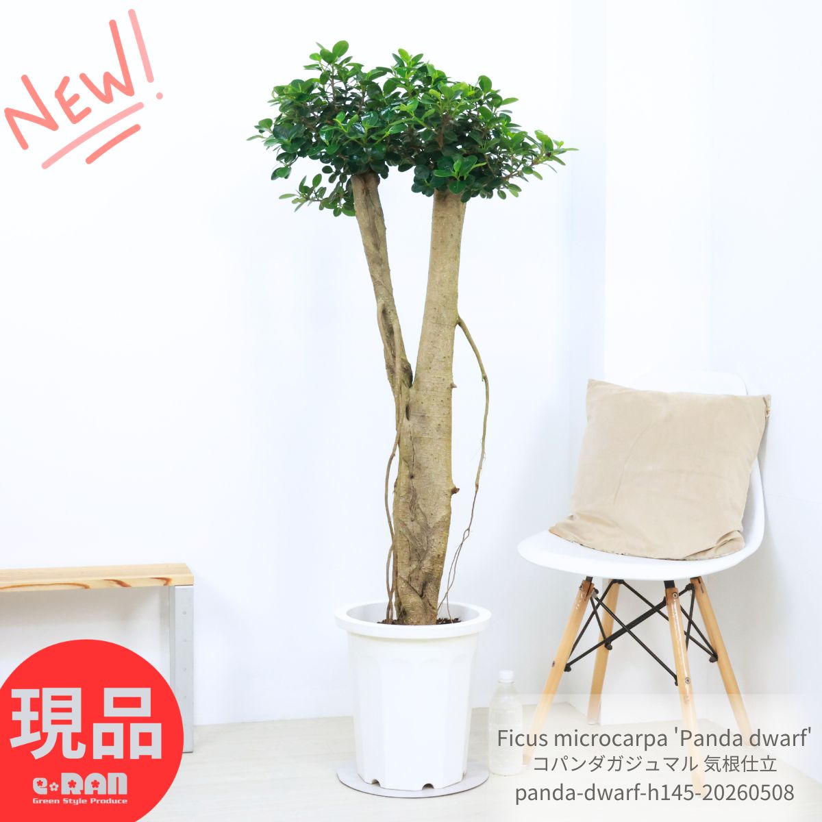 大型（131厘米~） - ＼母の日ギフト／観賞価値の高い株 良樹形 コパンダガジュマル 高さ約145cm 10号鉢 気根仕立 接木 観葉植物 希少種 多幸の木 幹太 極太 パンダガジュマル ドワーフ がじゅまる 矮性種 精霊 マルバガジュマル キムジナー 我樹丸 結婚祝い 新築祝い【現品発送】