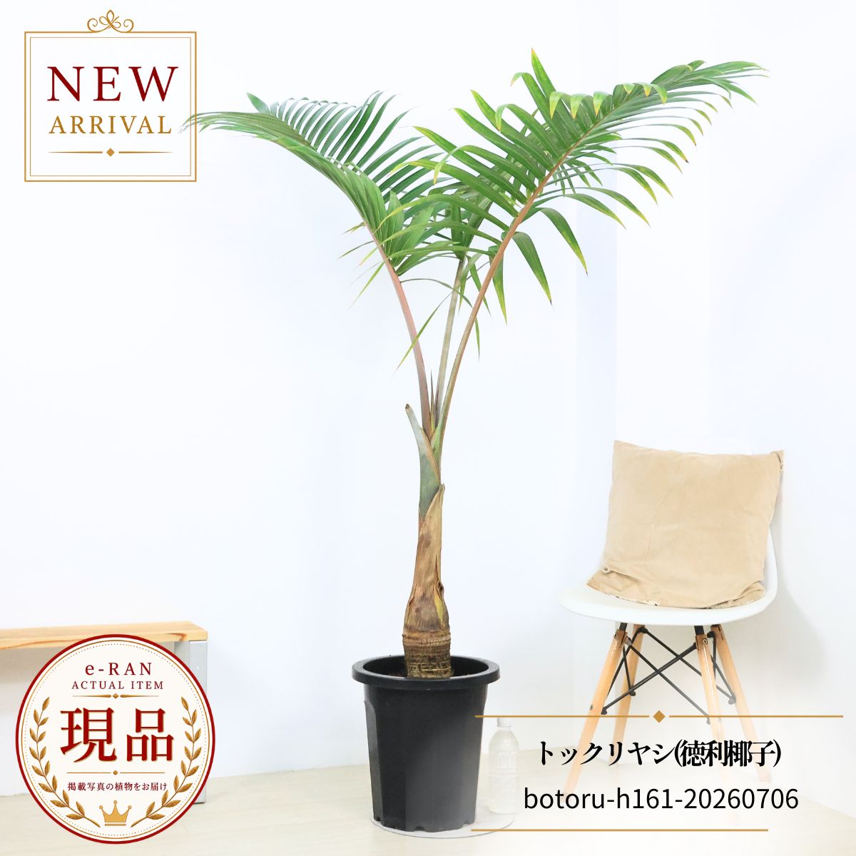 楽天市場】トックリヤシ 観葉植物（種類（植物）ヤシ）の通販
