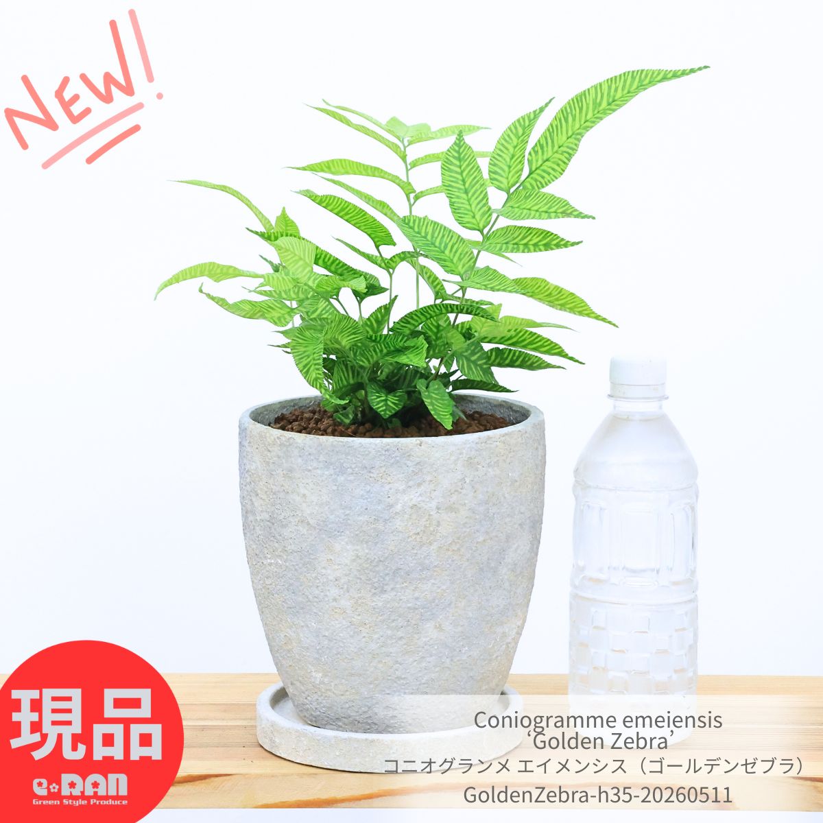 楽天市場】観葉植物 カラテア 6号の通販