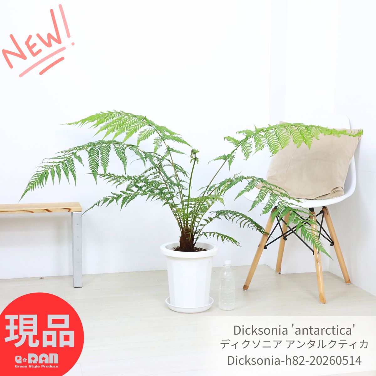 木立シダ 希少 ディクソニア アンタルクティカ 8号鉢 高さ約82cm【現品発送】観葉植物 Dicksonia 'antarctica' 管理説明書 受皿付き 肥料小袋 プレゼント 日陰 インテリア グリーン 1鉢限定 庭木 耐寒性 耐陰性 ツリーファーン ヘゴシダ タカワラビ