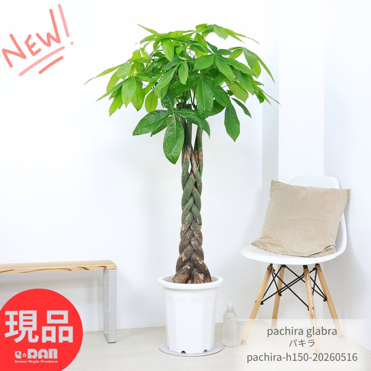 観葉植物 大型 パキラ 10号鉢 5本編み 高さ約150cm【現品発送】ぱきら 人気 育て易い 初心者 送料無料 のし 立札無料 尺鉢 受け皿付 おしゃれ 観賞用 インテリアグリーン シンボルツリー ボトルツリー 発財樹 お祝い 開店祝い 開業祝い 新築祝い 引越祝い 移転祝い ギフト