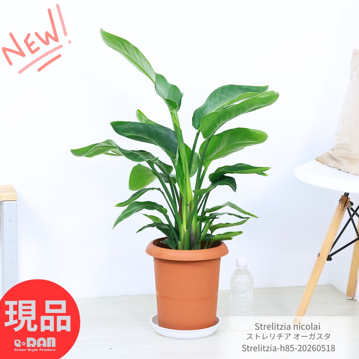 楽天市場】strelitzia nicolaiの通販