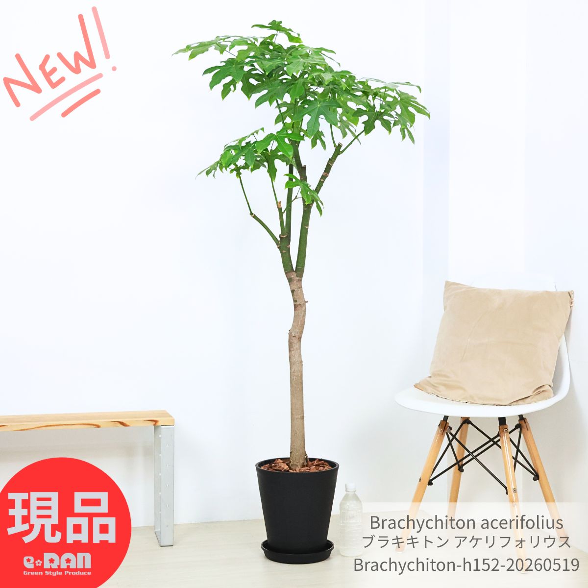 テーブルヤシ1mサイズ 楽天市場】テーブルヤシ（高さ（植物）131cm ～）（観葉植物｜花・観葉