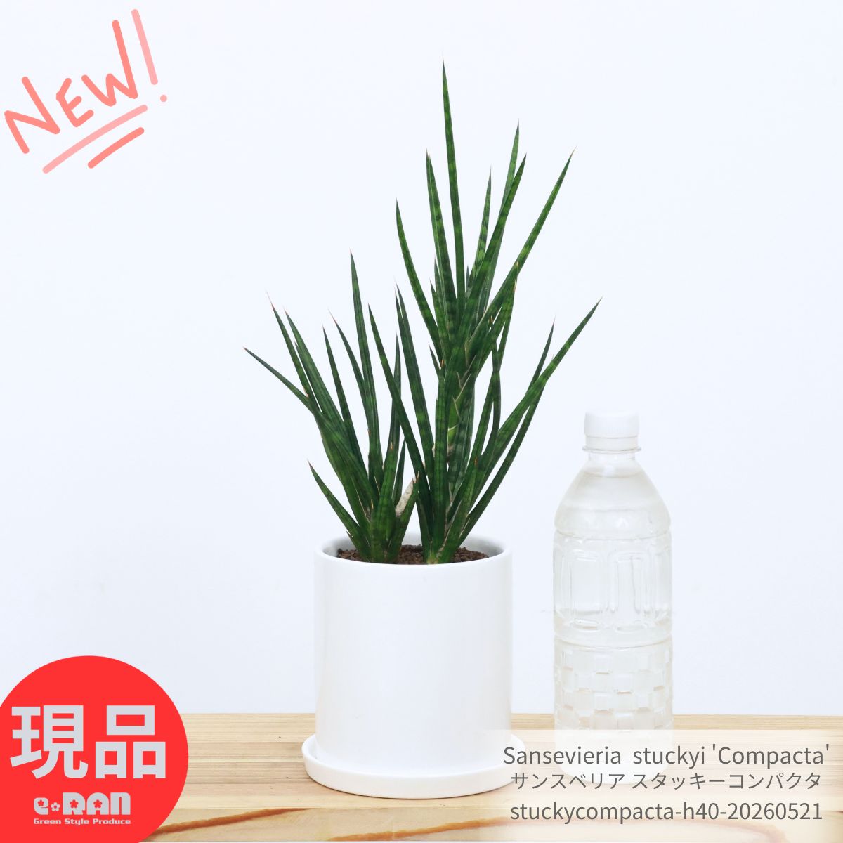 Rakuten - ＼父の日ギフト／多肉植物 サンスベリア スタッキーコンパクタ 高さ約40cm 陶器鉢 3.5号サイズ 希少 ガーデン DIY 観葉植物 珍しい サンセベリア ツツチトセラン 鉢植え 室内 育て易い 誕生日 記念日 ギフト プレゼント 新築祝い 開店祝い【現品発送】