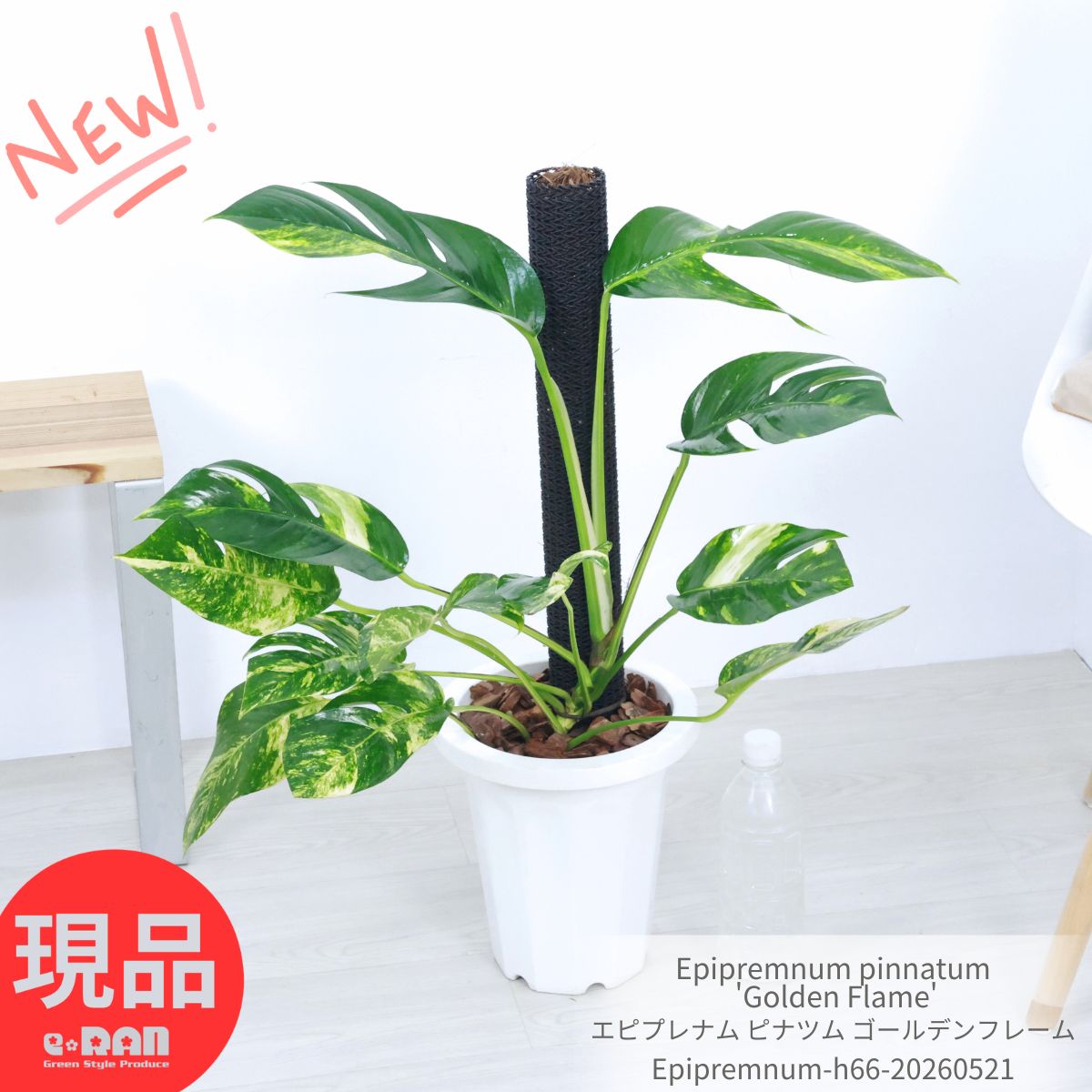 Rakuten - ＼父の日ギフト／観葉植物 斑入り エピプレナム ピナツム ゴールデンフレーム 7号鉢 白 高さ約66cm前後 Epipremnum pinnatum 'Golden Flame' つる性 マドカズラ似た 細い葉 切れ込みのある葉 希少種 レア品種 斑入りピナツム【現品発送】