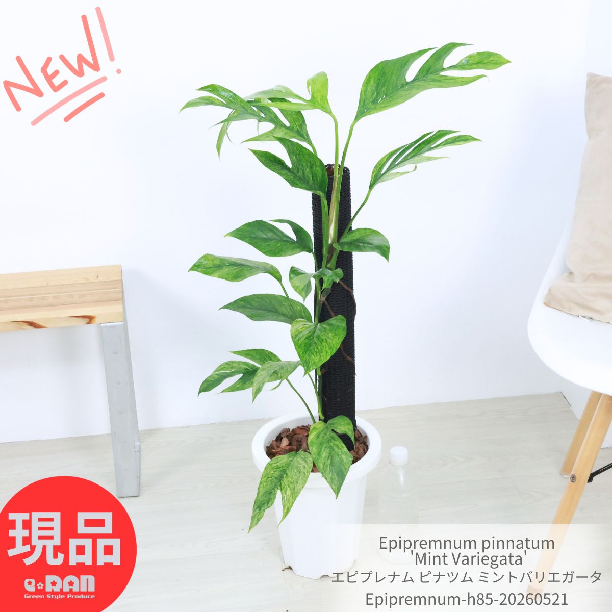 Rakuten - ＼父の日ギフト／観葉植物 エピプレナム ピナツム ミントバリエガータ 7号鉢 白 高さ約85cm前後 Epipremnum pinnatum 'Mint Variegata' つる性 マドカズラ似た 細い葉 切れ込みのある葉 希少種 斑入り レア品種 斑入りピナツム【現品発送】