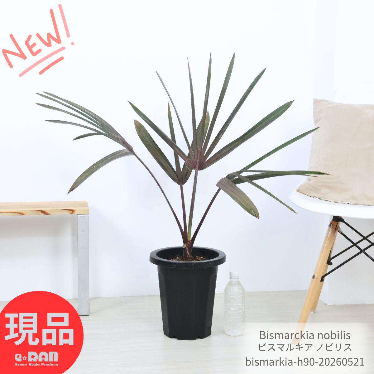 楽天市場】シルバー（種類（植物）ヤシ）（観葉植物｜花・観葉植物